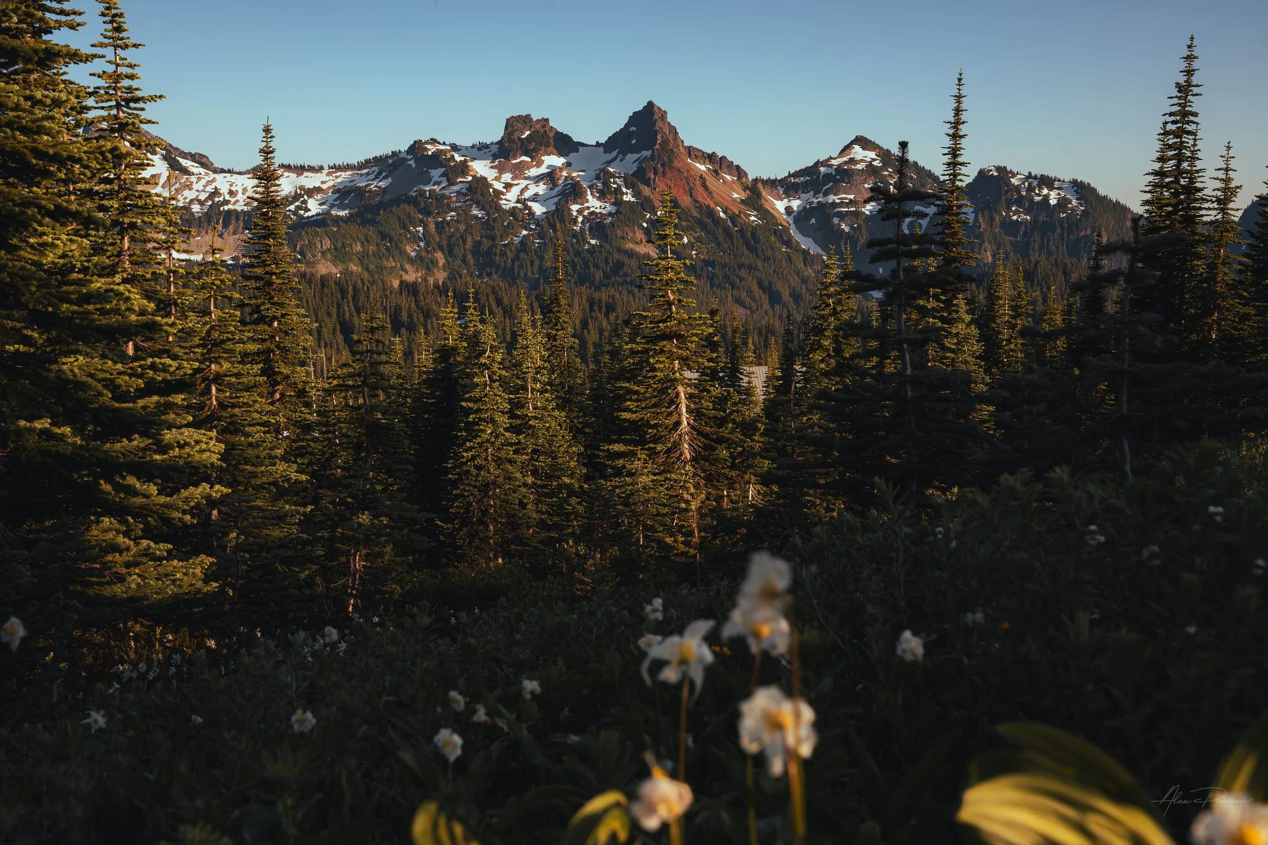 White alpine wildflowers blooming in a lush green mountain meadow with towering evergreen trees and snow-dusted peaks in the background – Pacific Northwest landscape photography.