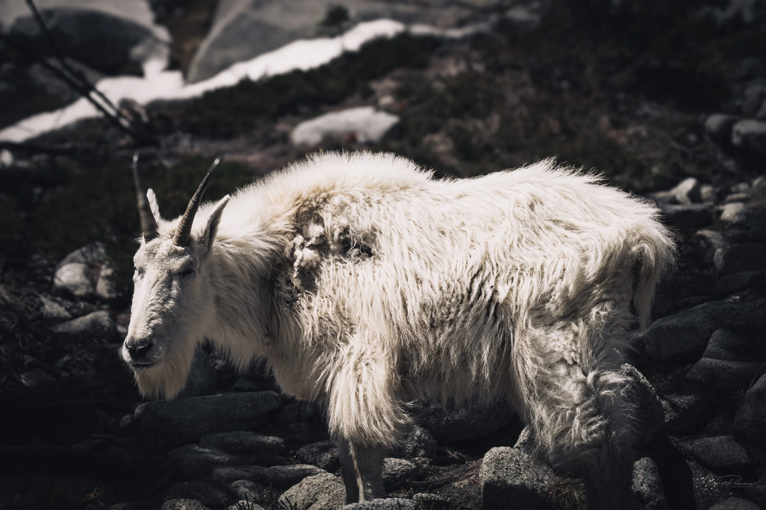 mountain-goat-the-enchantments-washington-wildlife.jpg