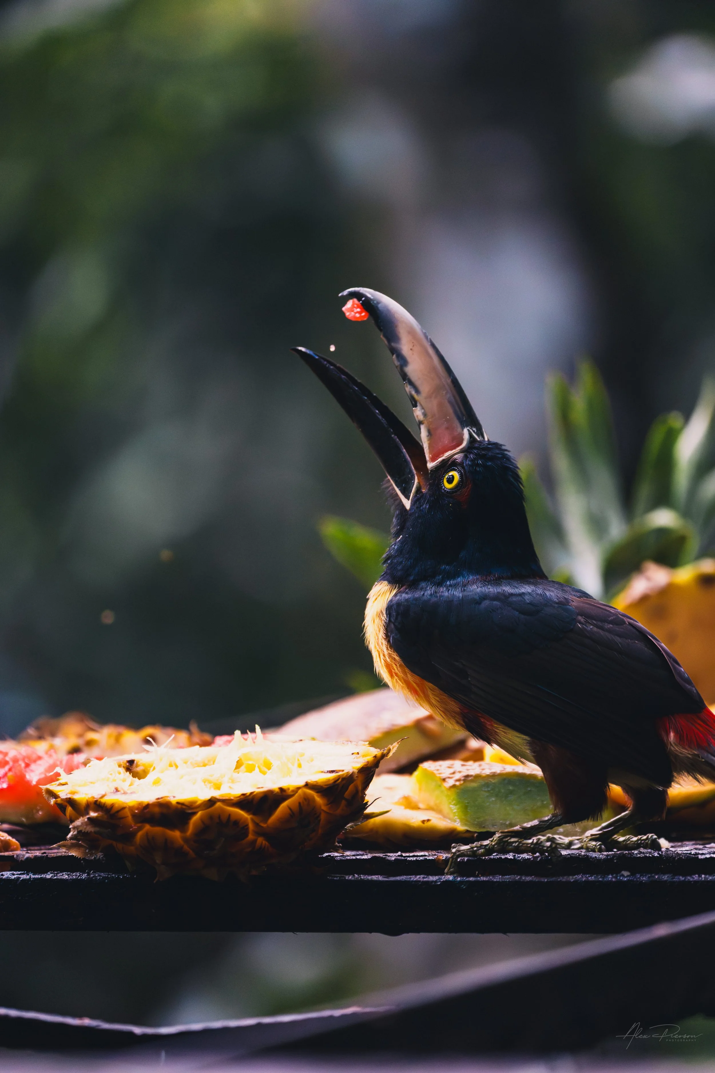 collared-aracari-feeding-action-shot-belize.jpg