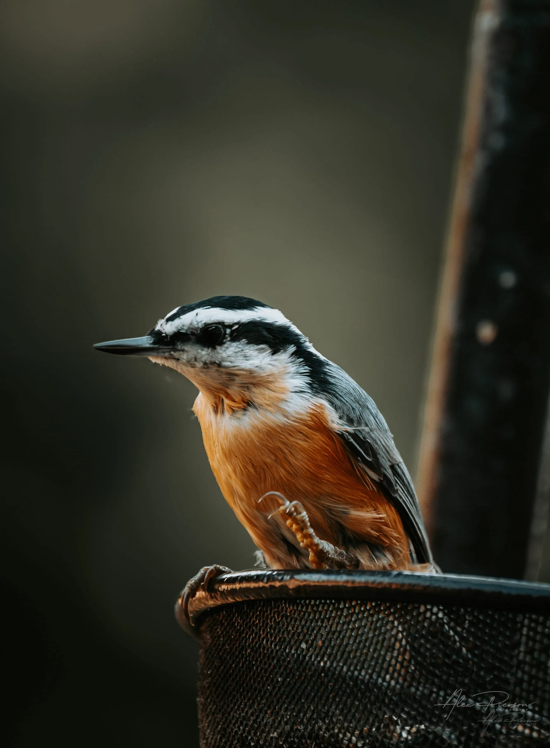 red-breasted-nuthatch-perched-washington-state-backyard-birds.jpg