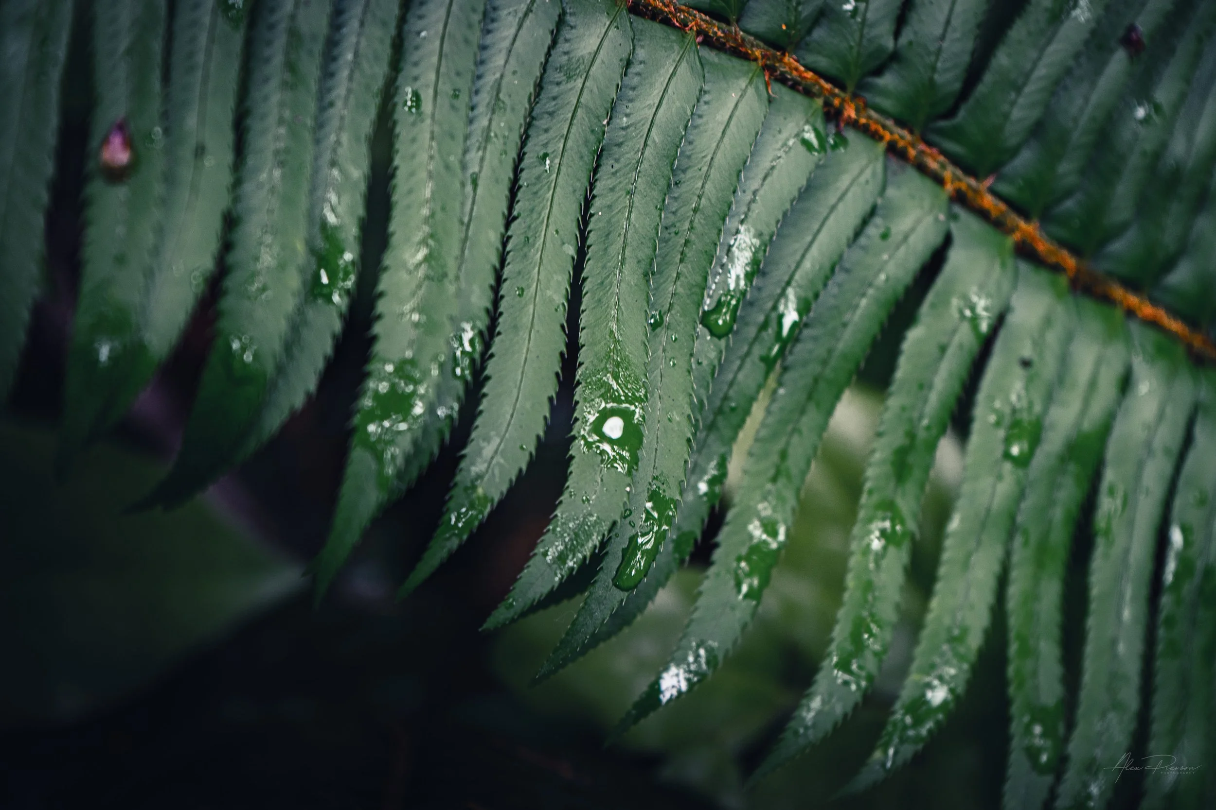 Close-up macro photography of a vibrant green fern frond covered in fresh rain droplets in a lush Pacific Northwest forest – moody nature detail prints.