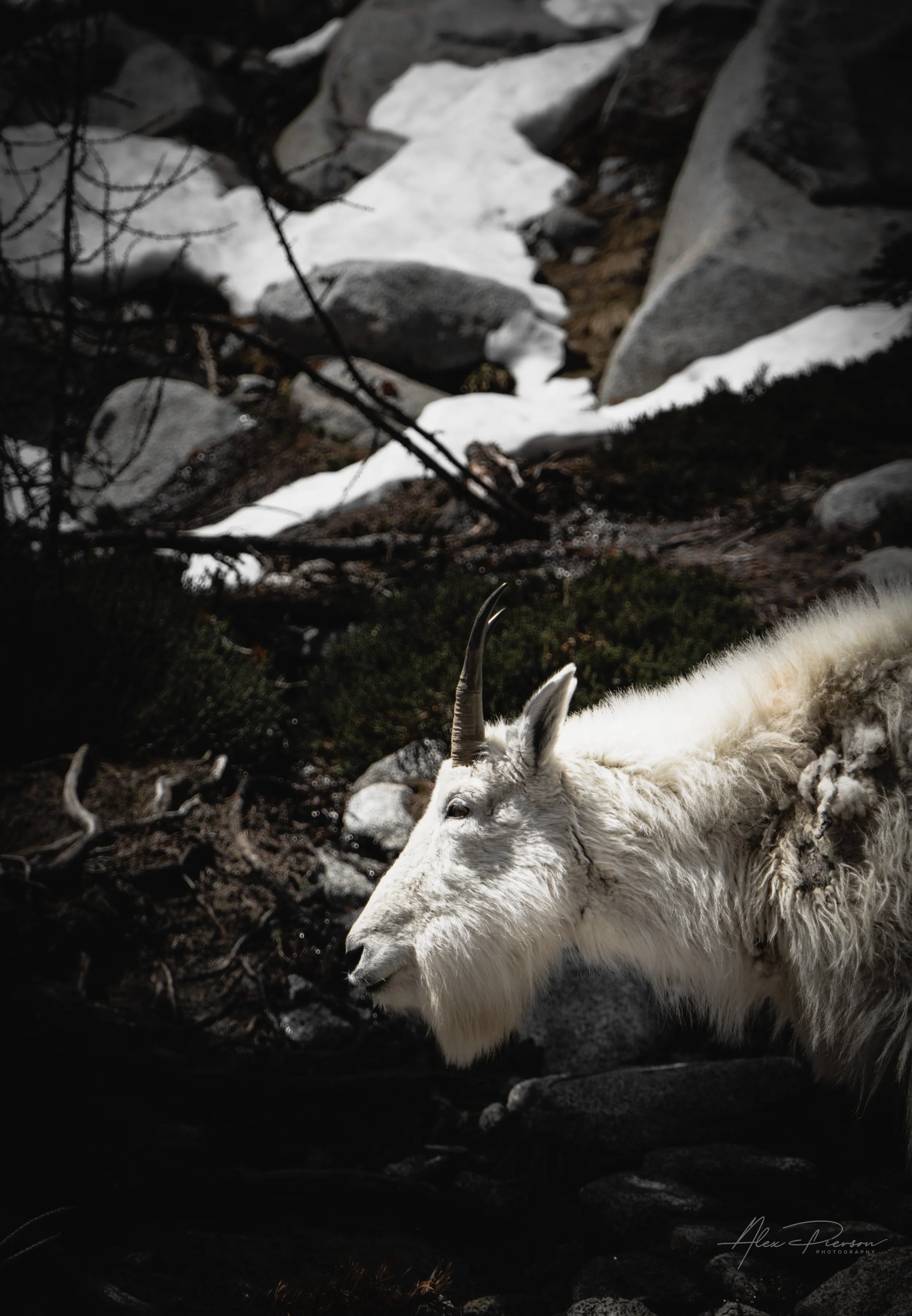 Profile shot of a wild mountain goat navigating a rugged alpine environment – Pacific Northwest nature and wildlife photographer. Enchantments National Park in Leavenworth WA. Alex Pierson Images