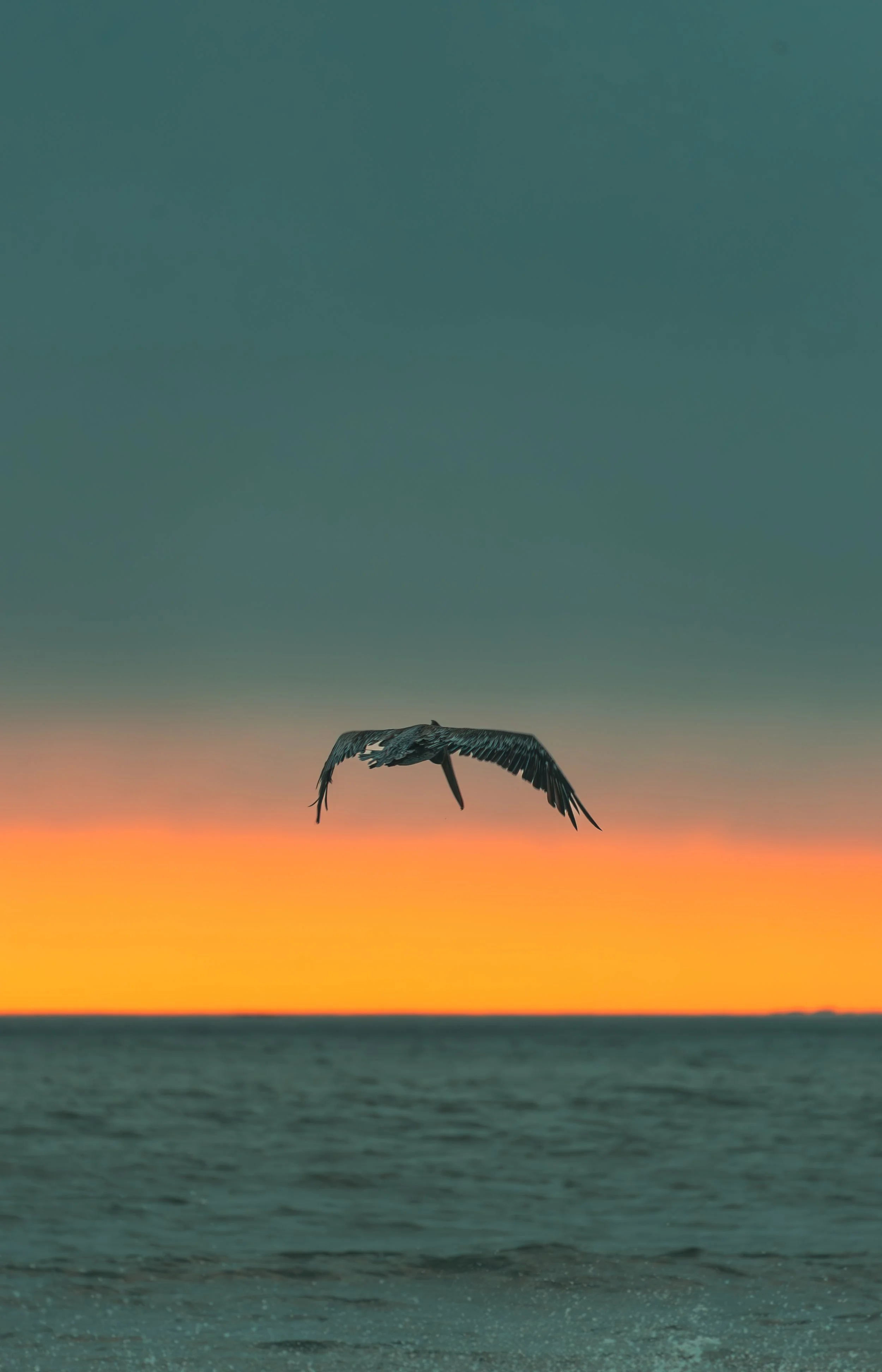 A single pelican in mid-flight over the ocean, set against a striking orange sunset and moody teal sky.
A solitary pelican glides effortlessly just above the ocean waves, perfectly framed by a vibrant, glowing orange sunset horizon on the coast.
