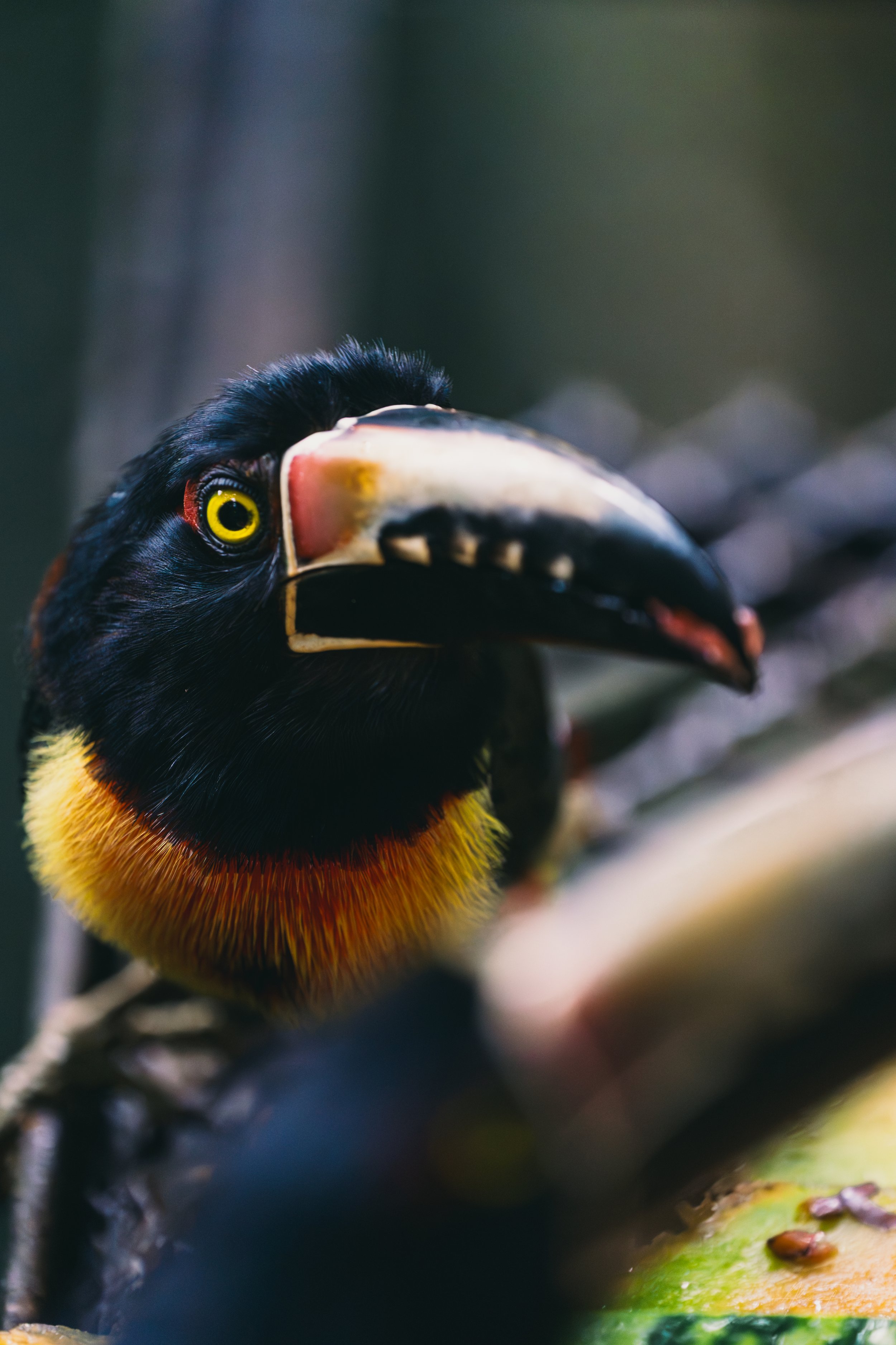 Tucan in Belize