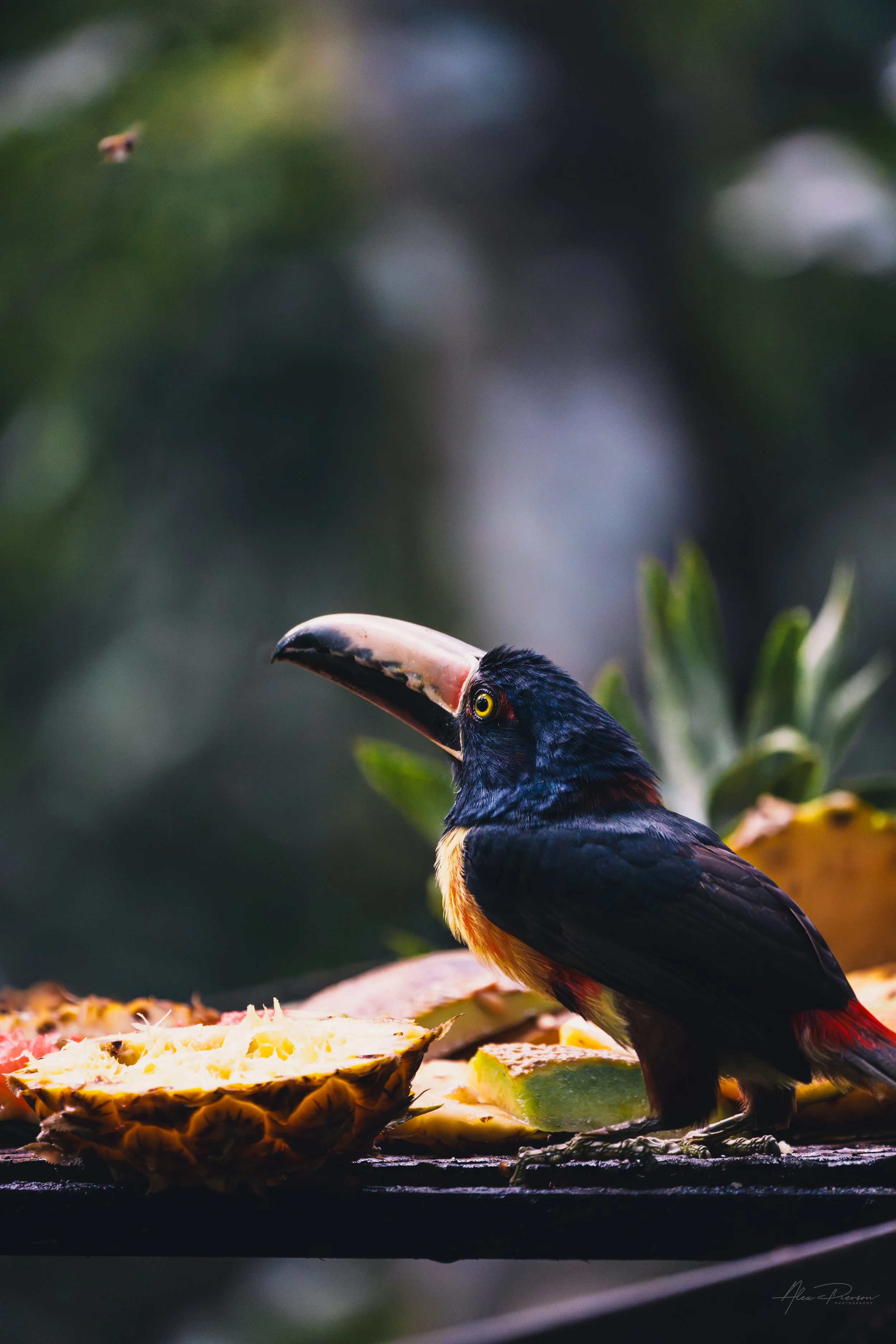 wild-aracari-toucan-jungle-lodge-belize.jpg