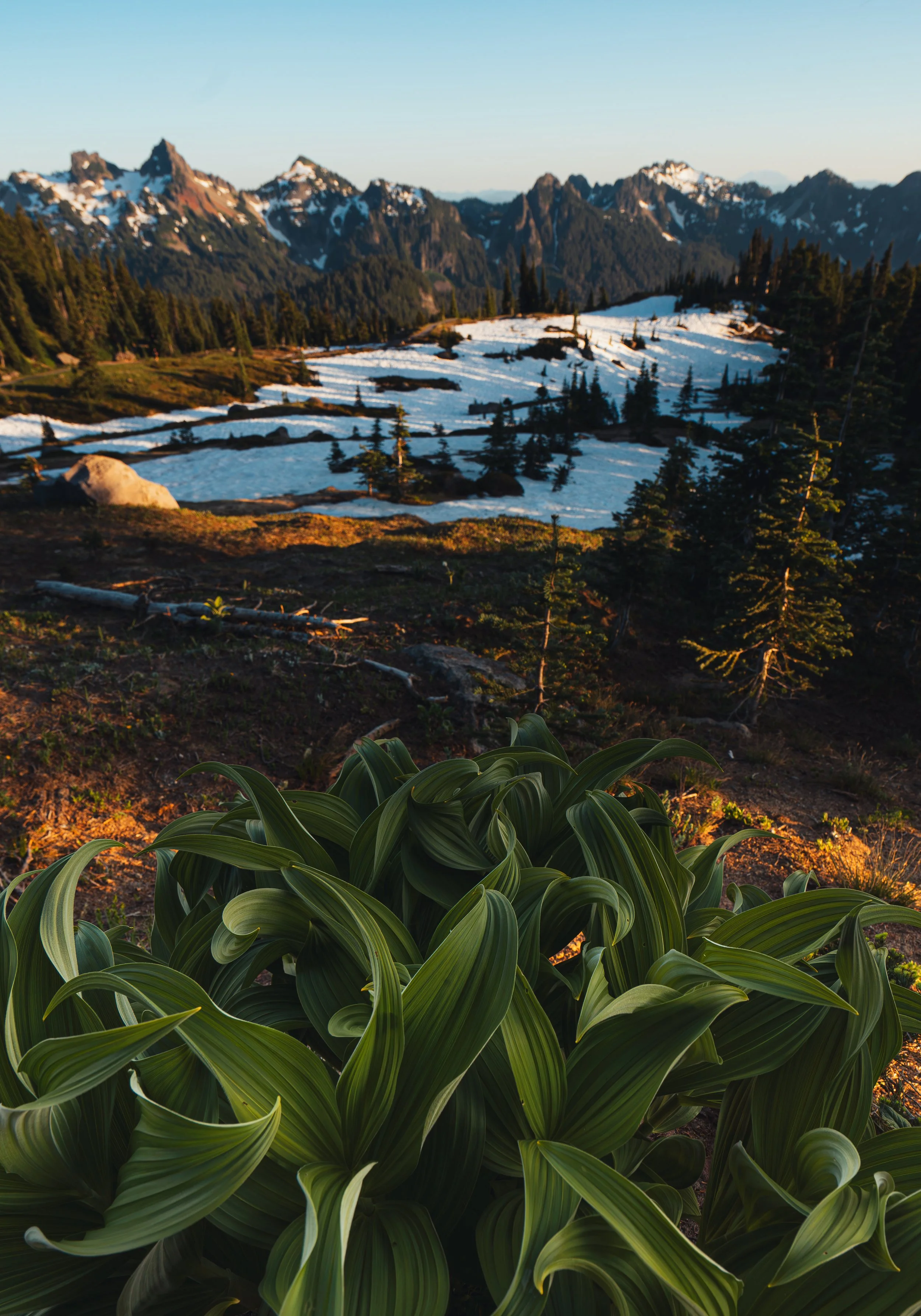 Vibrant green alpine foliage in the foreground with melting snow and craggy mountain peaks glowing at sunset in the background – Pacific Northwest outdoor adventure photography