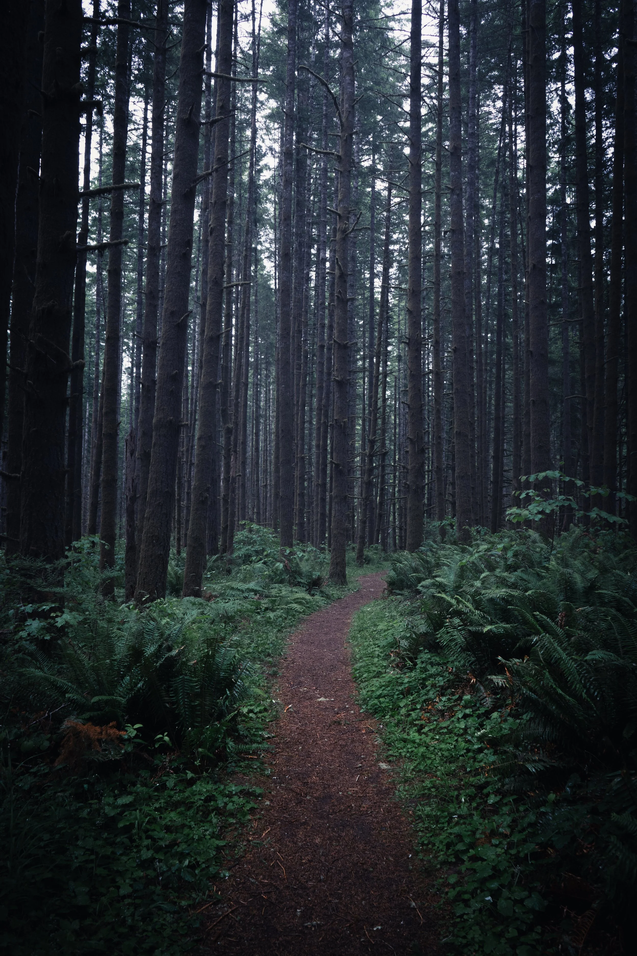 A dirt hiking trail winding through a dark, moody forest of towering Douglas fir trees and lush green ferns in the Pacific Northwest – forest landscape photography.