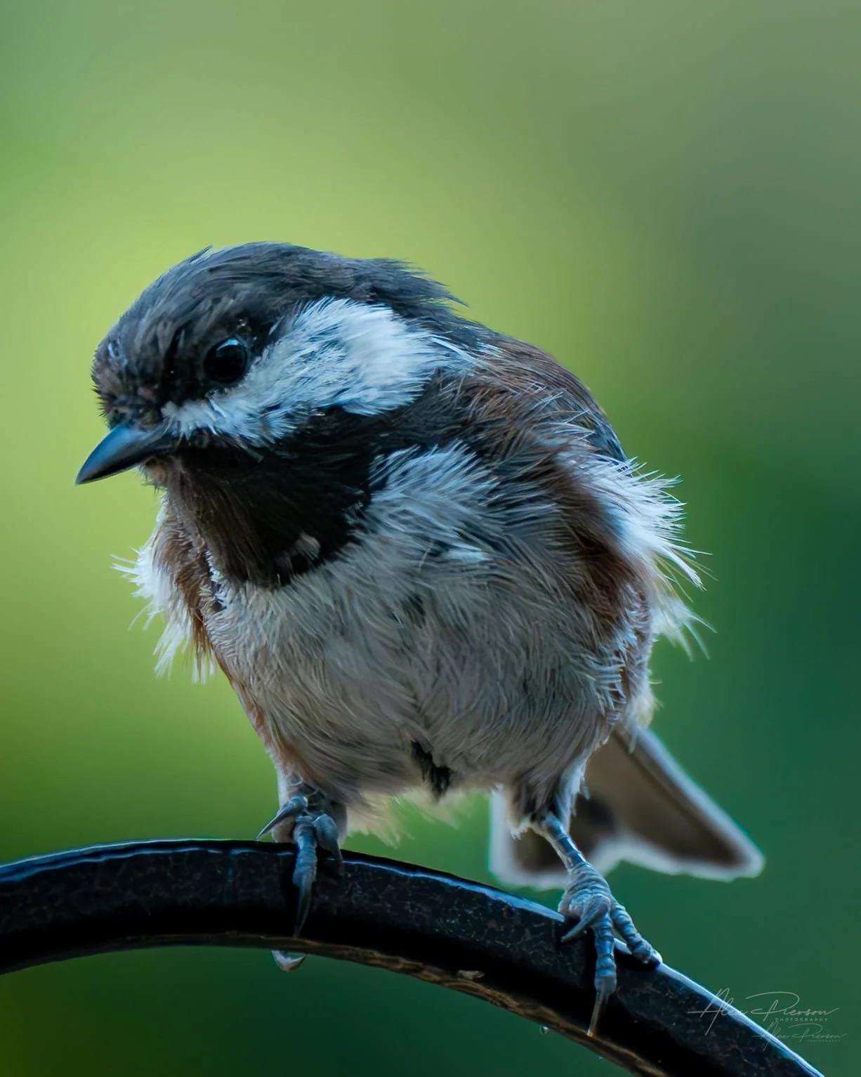 chestnut-backed-chickadee-fluffed-feathers-olympia-wa.jpg