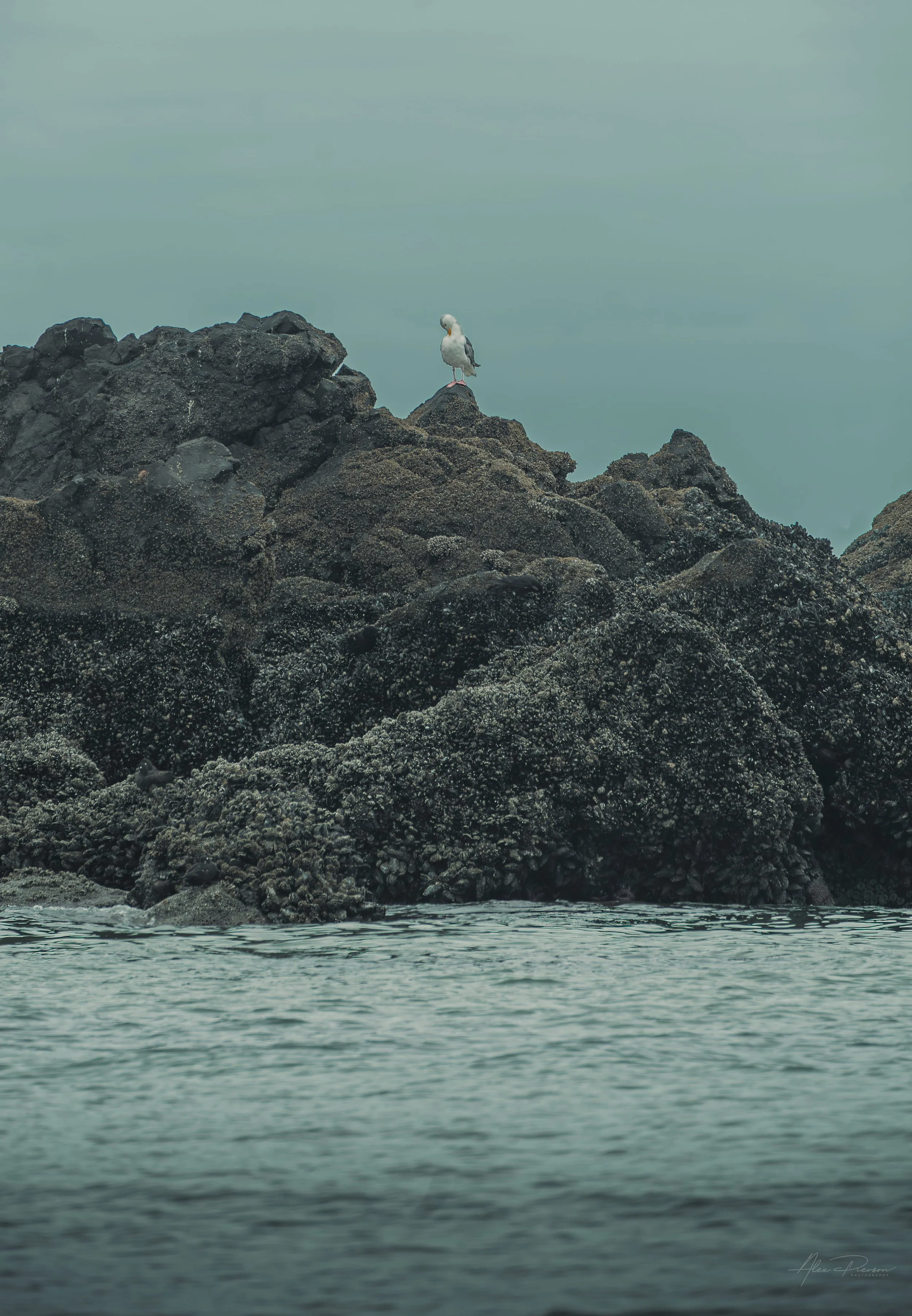 seagull-perched-on-rocks-cannon-beach-oregon.jpg