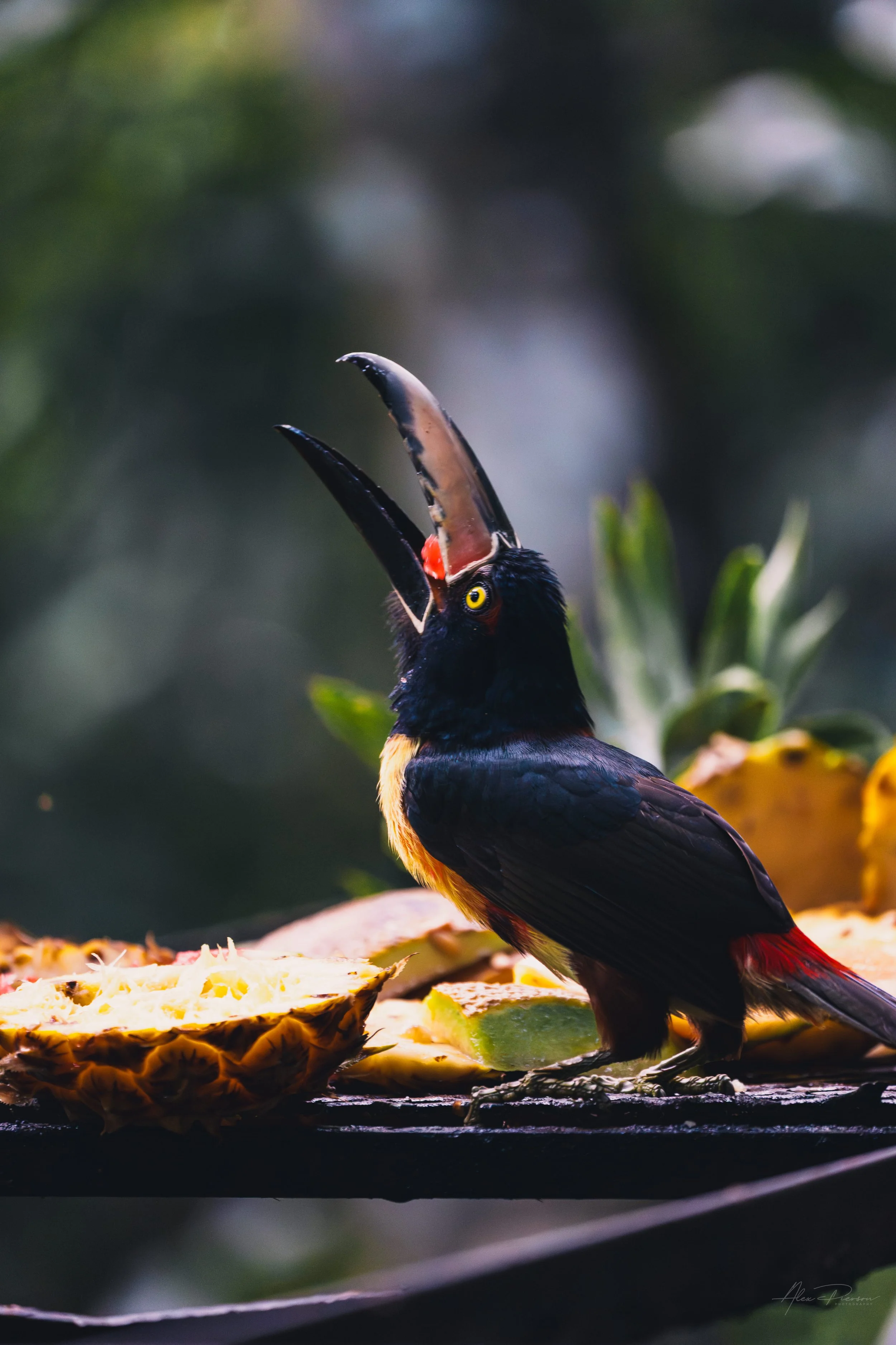 collared-aracari-eating-tropical-fruit-belize.jpg