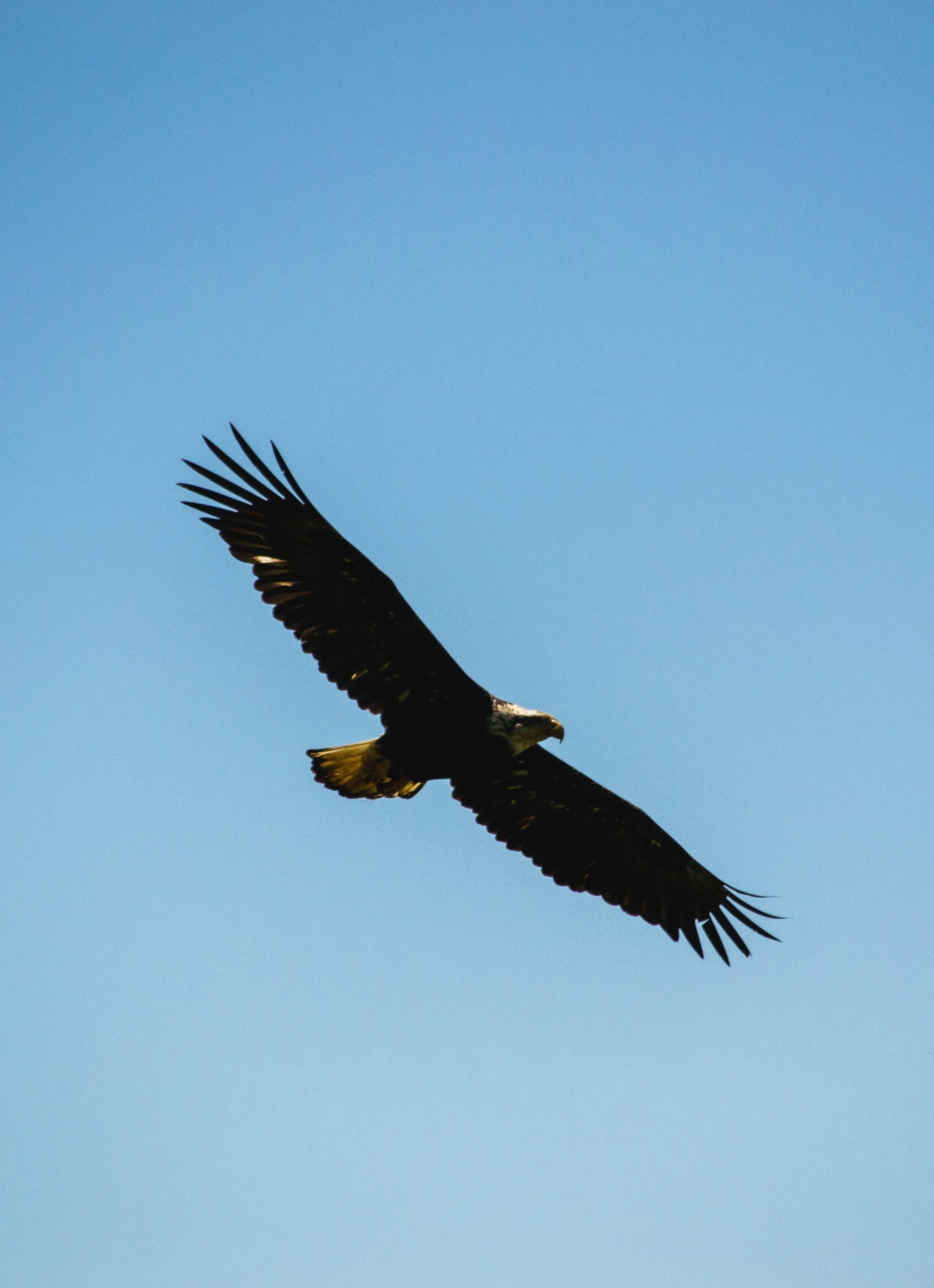 American Bald Eagle flying high against a clear blue sky along the Oregon Coast – Pacific Northwest wildlife photography.