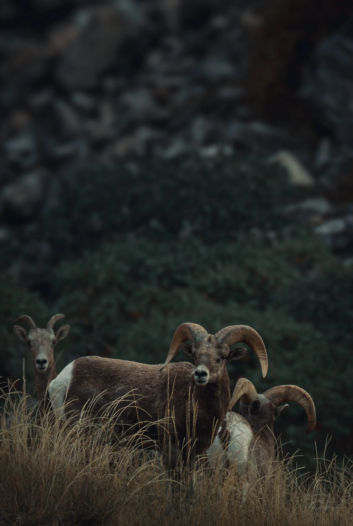 bighorn-sheep-wildlife-photography-lake-chelan-washington.jpg