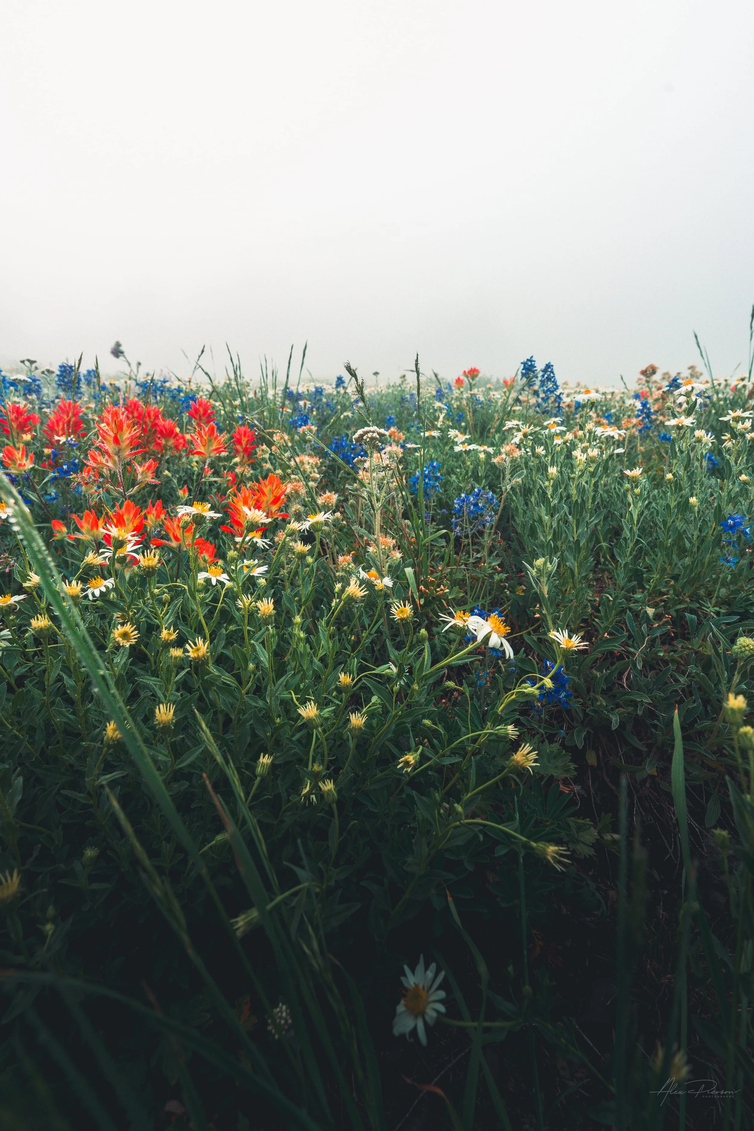 moody-wildflowers-foggy-forest-mt-ellinor-trail-washington.jpg