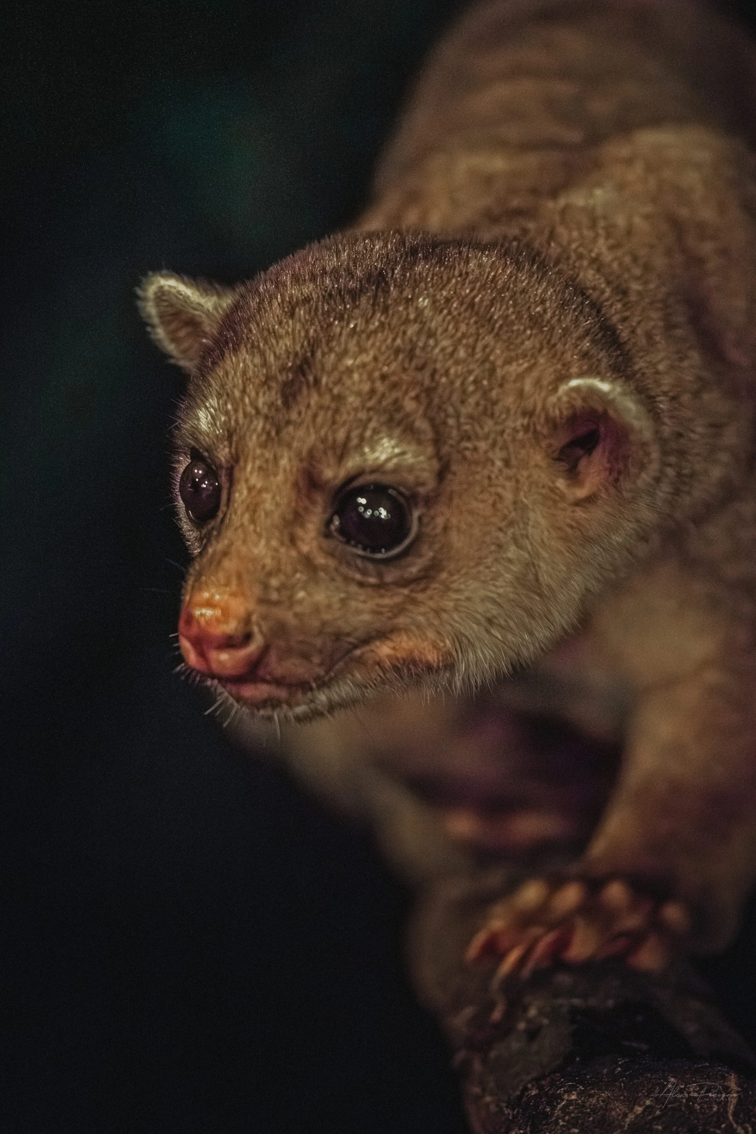 kinkajou-nocturnal-wildlife-belize-jungle.jpg