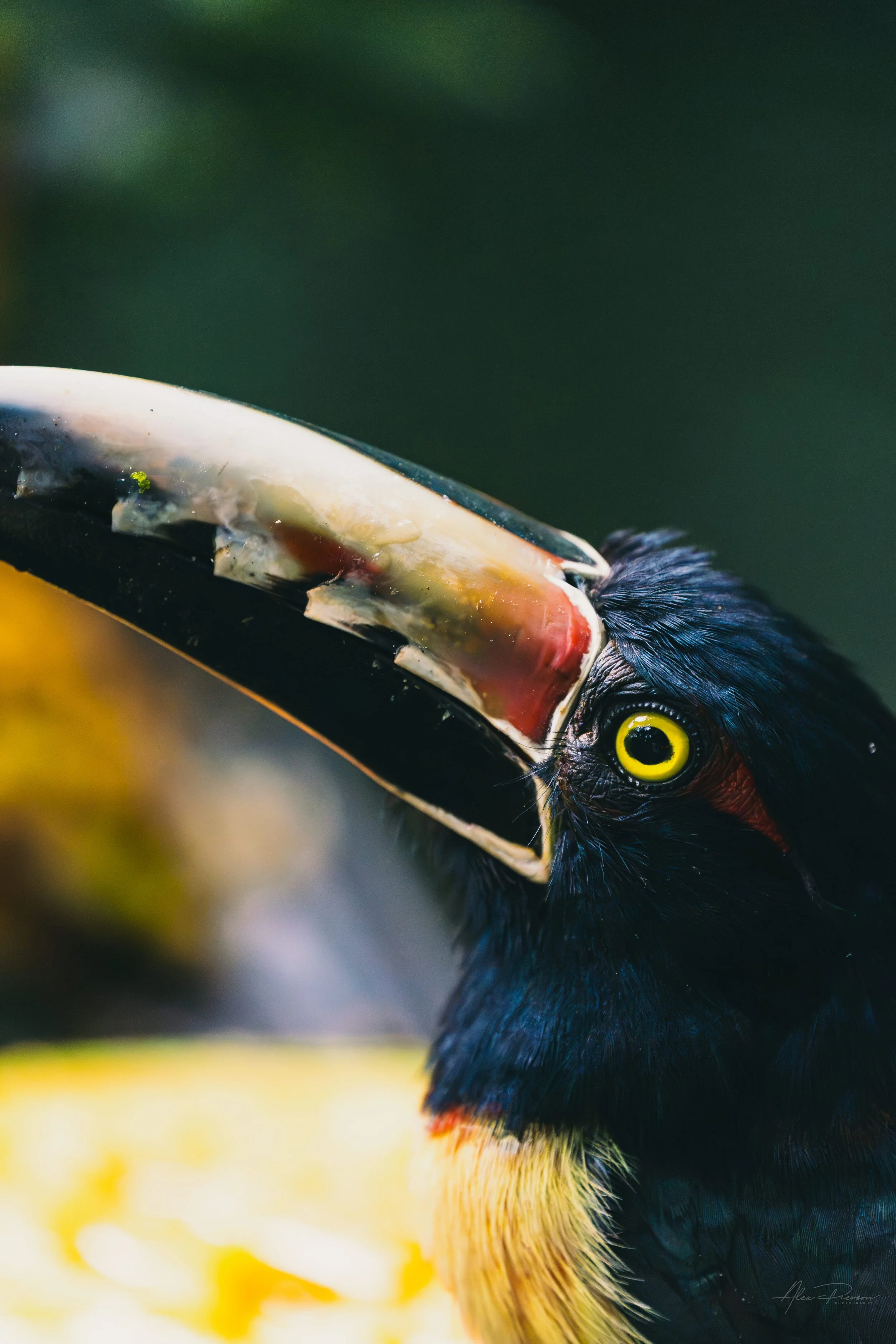 aracari-beak-detail-wildlife-photography-belize.jpg