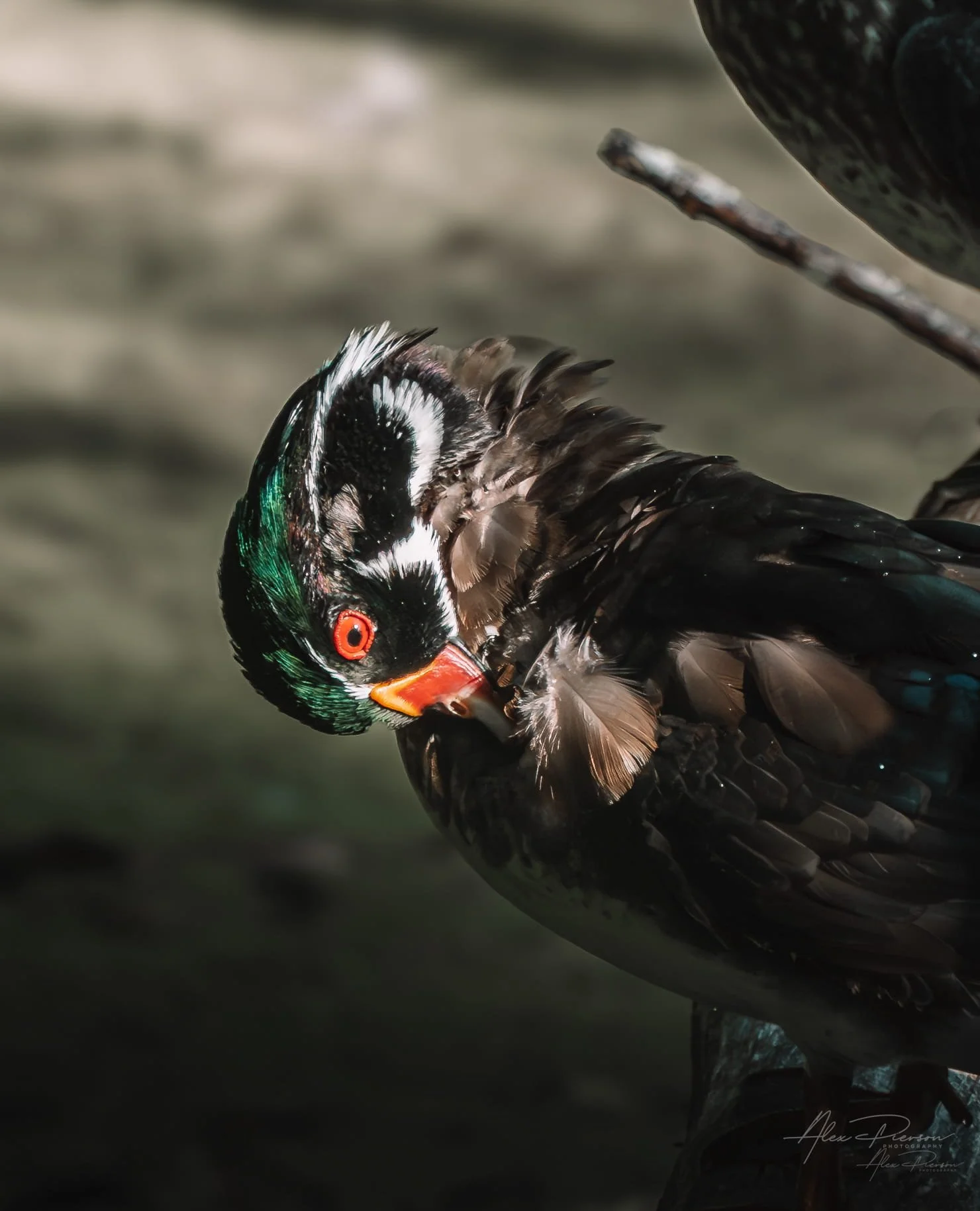 male-wood-duck-preening-feathers-olympia-wa-park.jpg