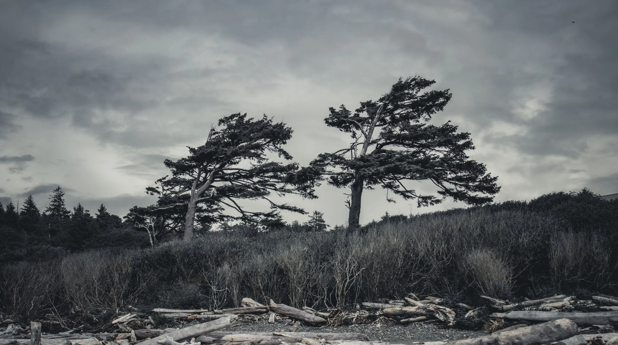 Two dramatic, windswept evergreen trees leaning over a driftwood-covered beach under a moody grey sky.
Shaped by the coastal elements. Two dramatic, windswept evergreens lean heavily against the constant ocean breeze at Pacific Beach, Washington, und