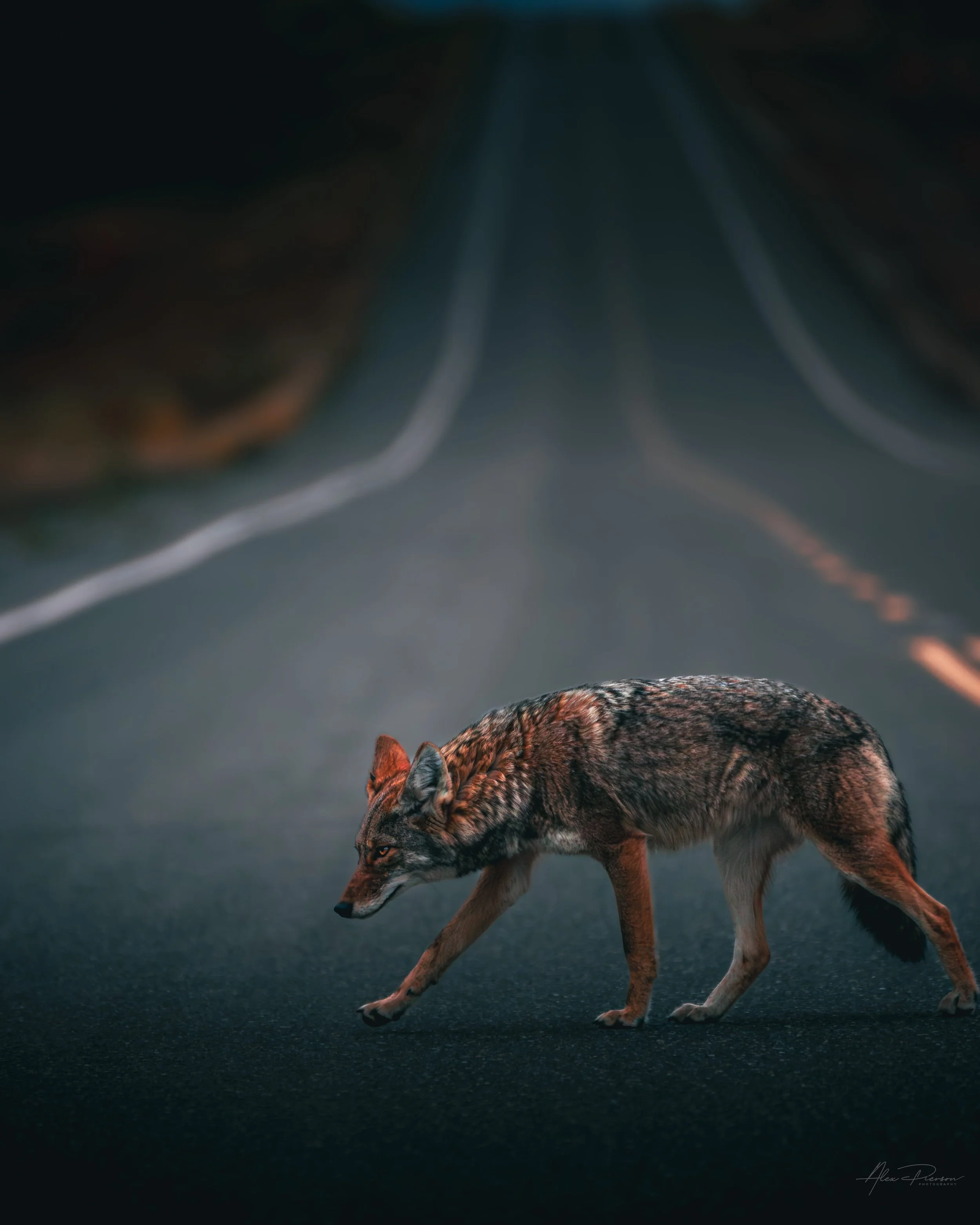 coyote-crossing-highway-wildlife-photography-alaska.jpg