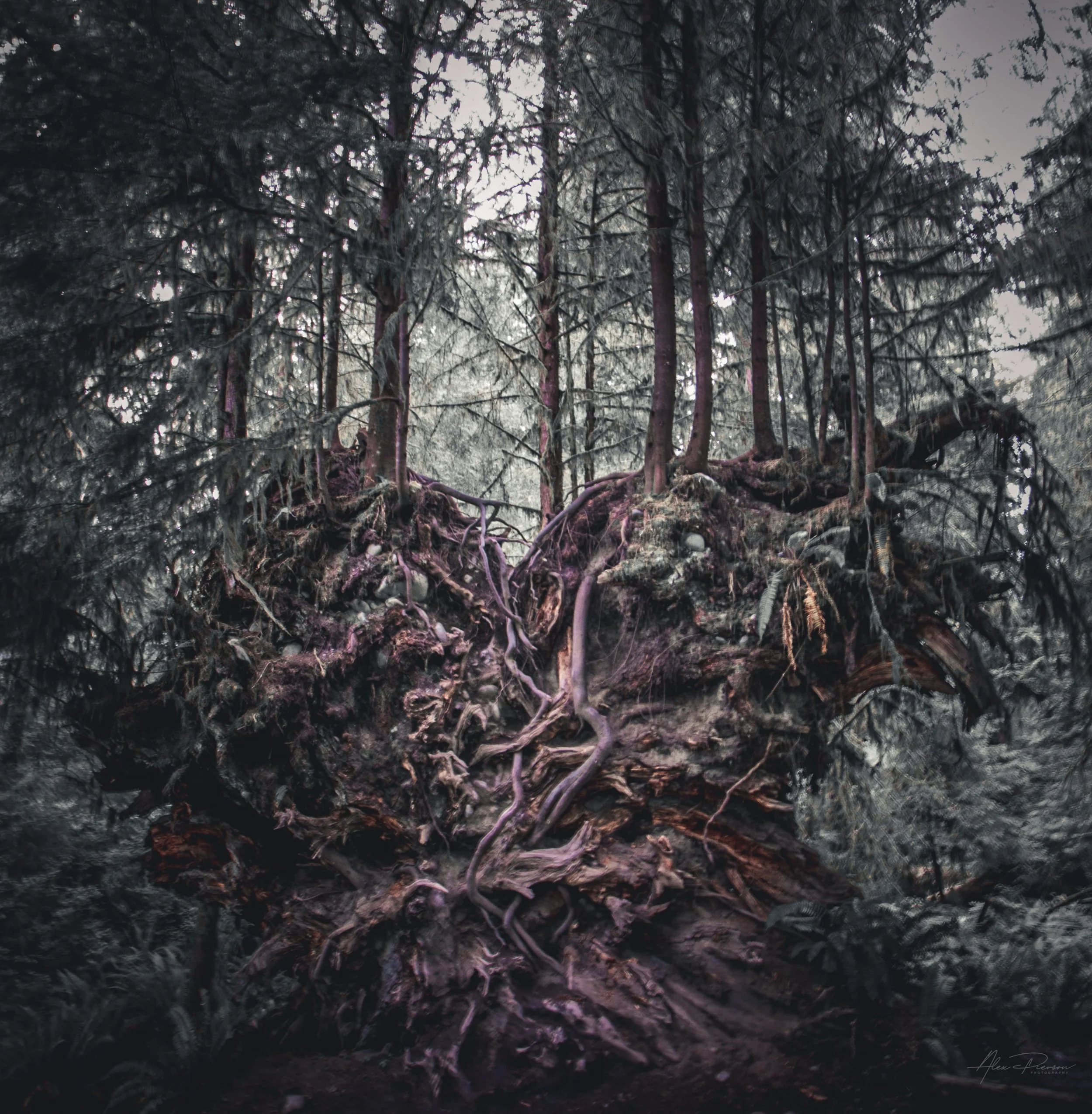 hoh-rainforest-washington-massive-tree-roots.jpg
