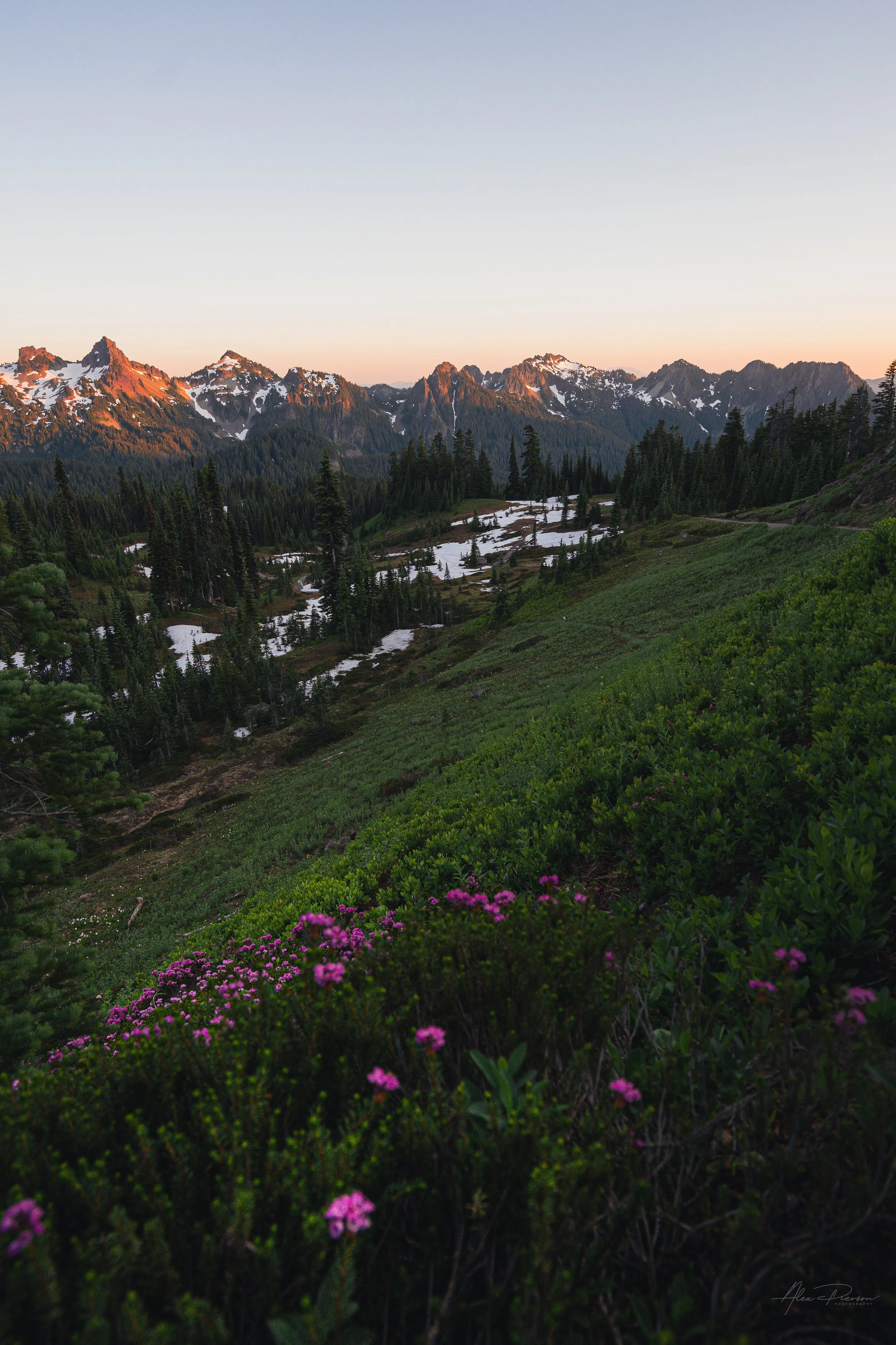 pink-mountain-heather-alpine-meadow-mt-rainier-sunset.jpg