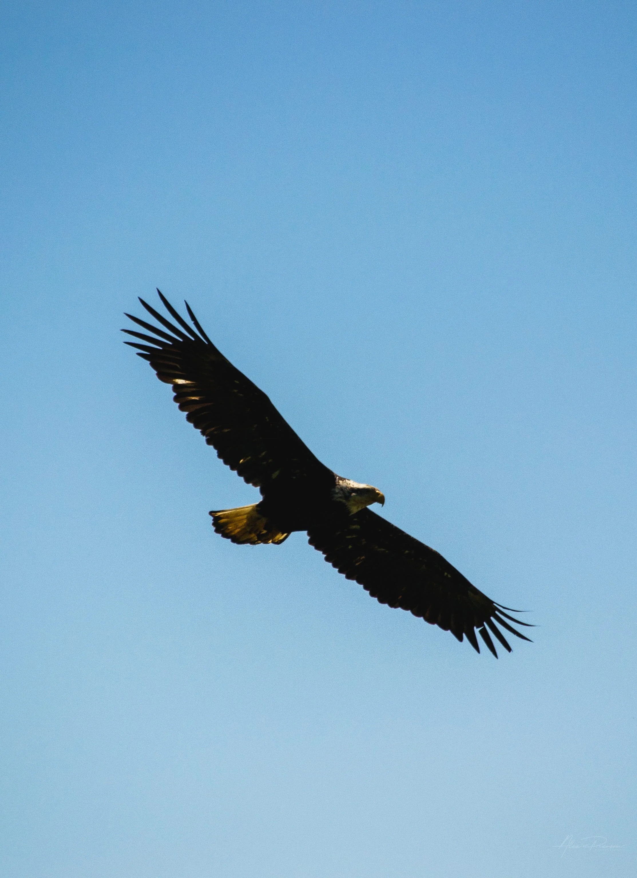 American Bald Eagle flying high against a clear blue sky along the Oregon Coast – Pacific Northwest wildlife photography.