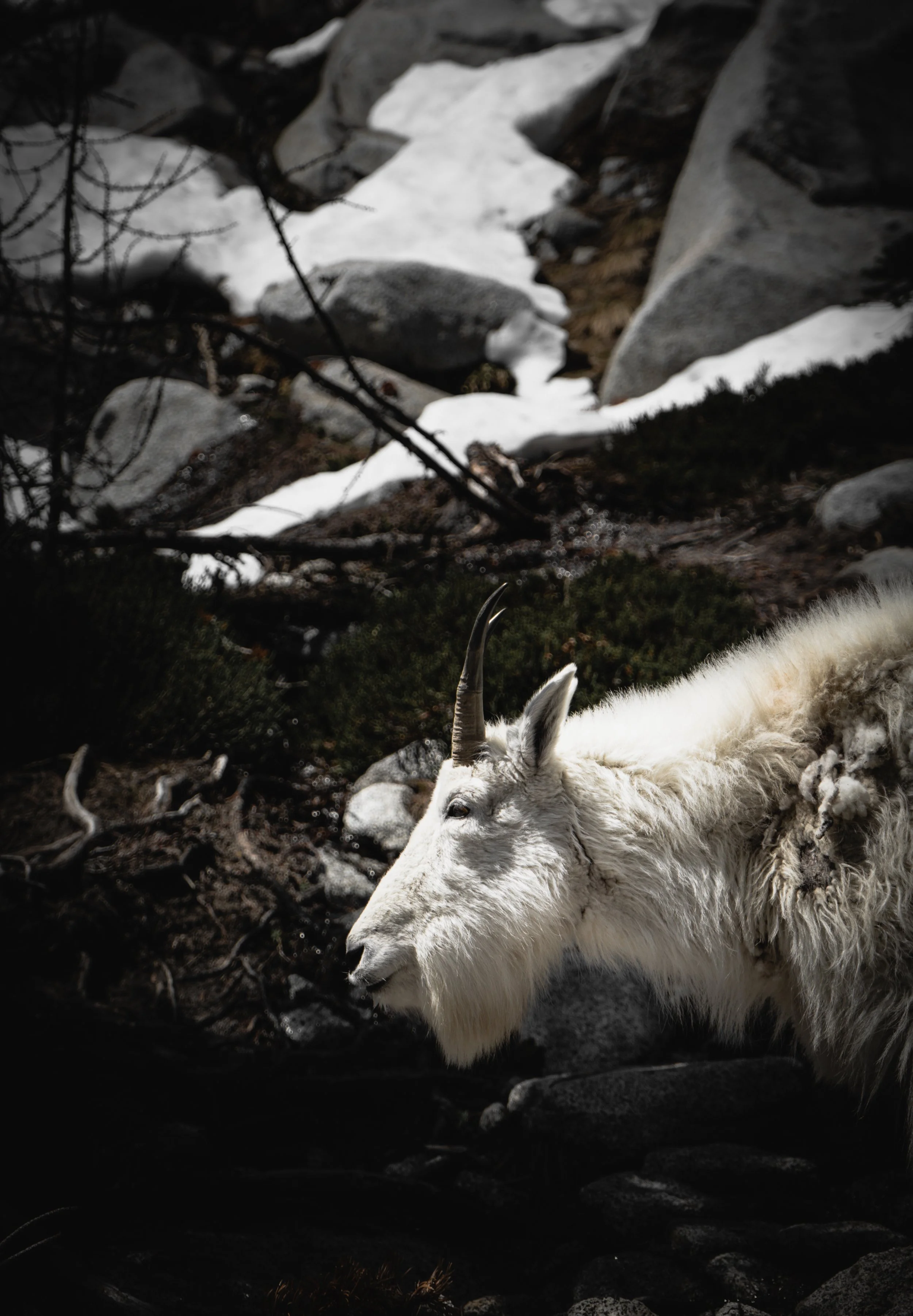 Profile shot of a wild mountain goat navigating a rugged alpine environment – Pacific Northwest nature and wildlife photographer.