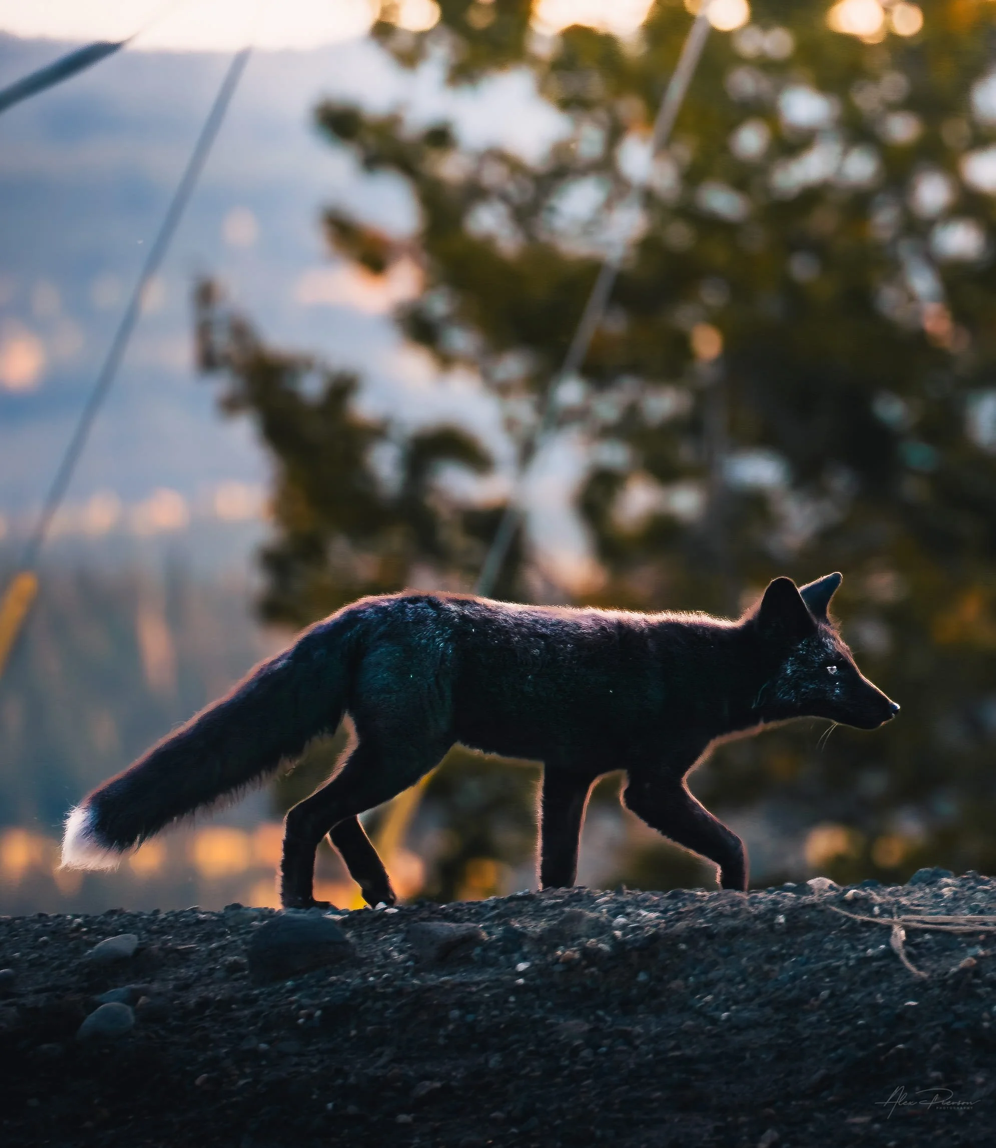silver-fox-wildlife-alaska-highway-sunset-whitehorse-alaska.jpg