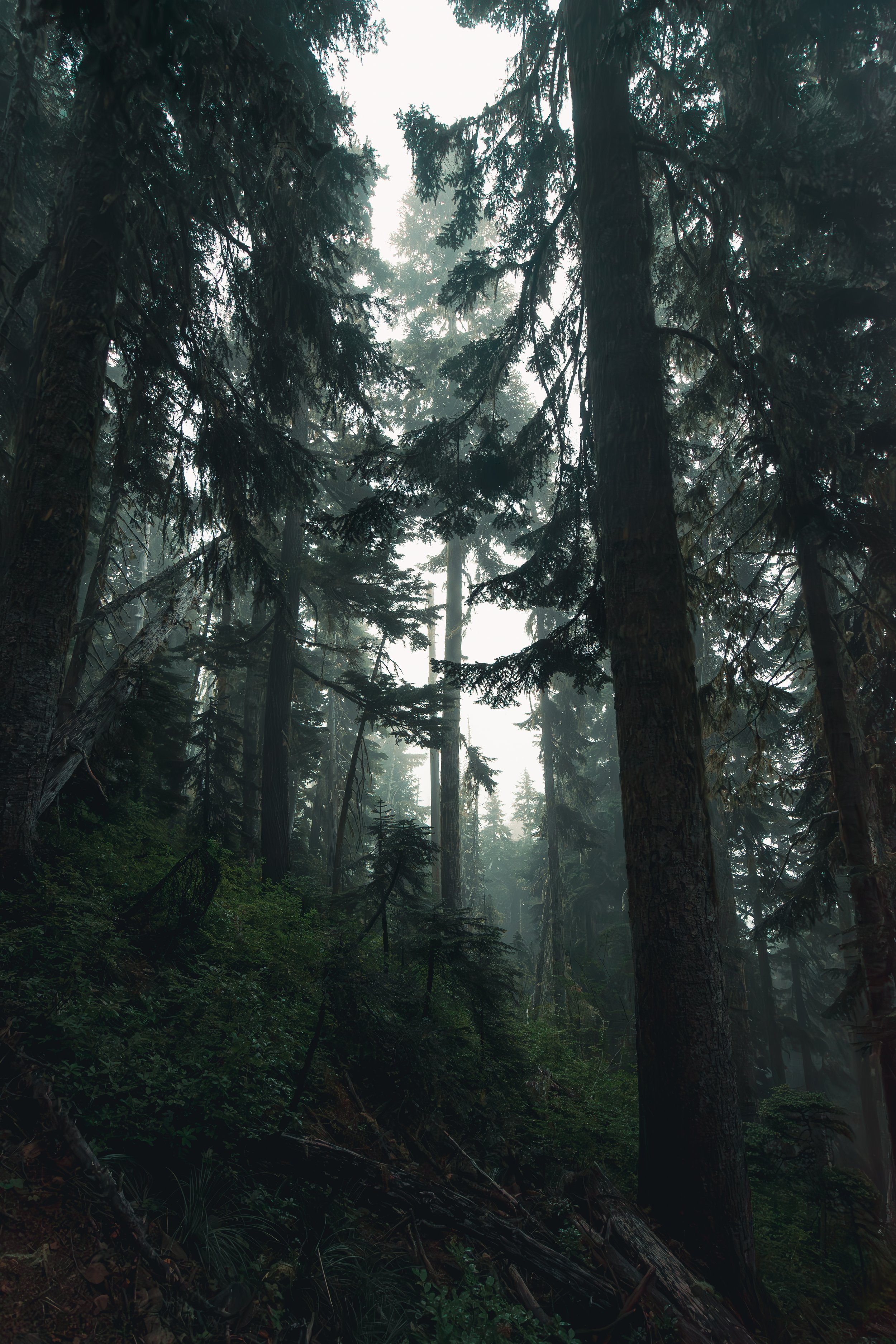 Looking up into a dense canopy of misty evergreen trees on the Mount Ellinor trail in Washington.

Gallery Caption: Thick fog weaves through the towering evergreens on the steep ascent of the Mount Ellinor trail, creating a moody, atmospheric Pacific