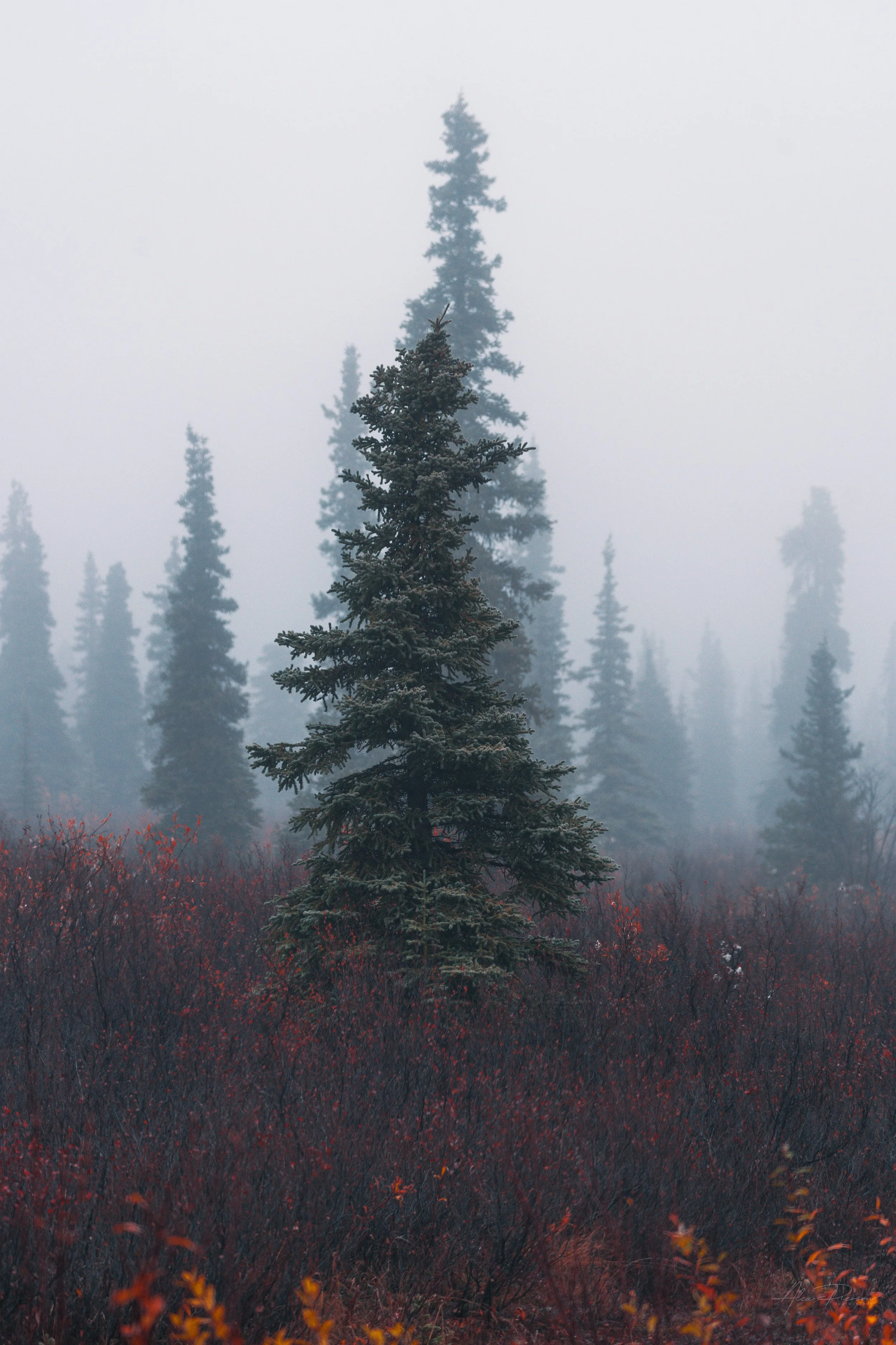 isty-spruce-trees-fall-foliage-alaska-wilderness.jpg
