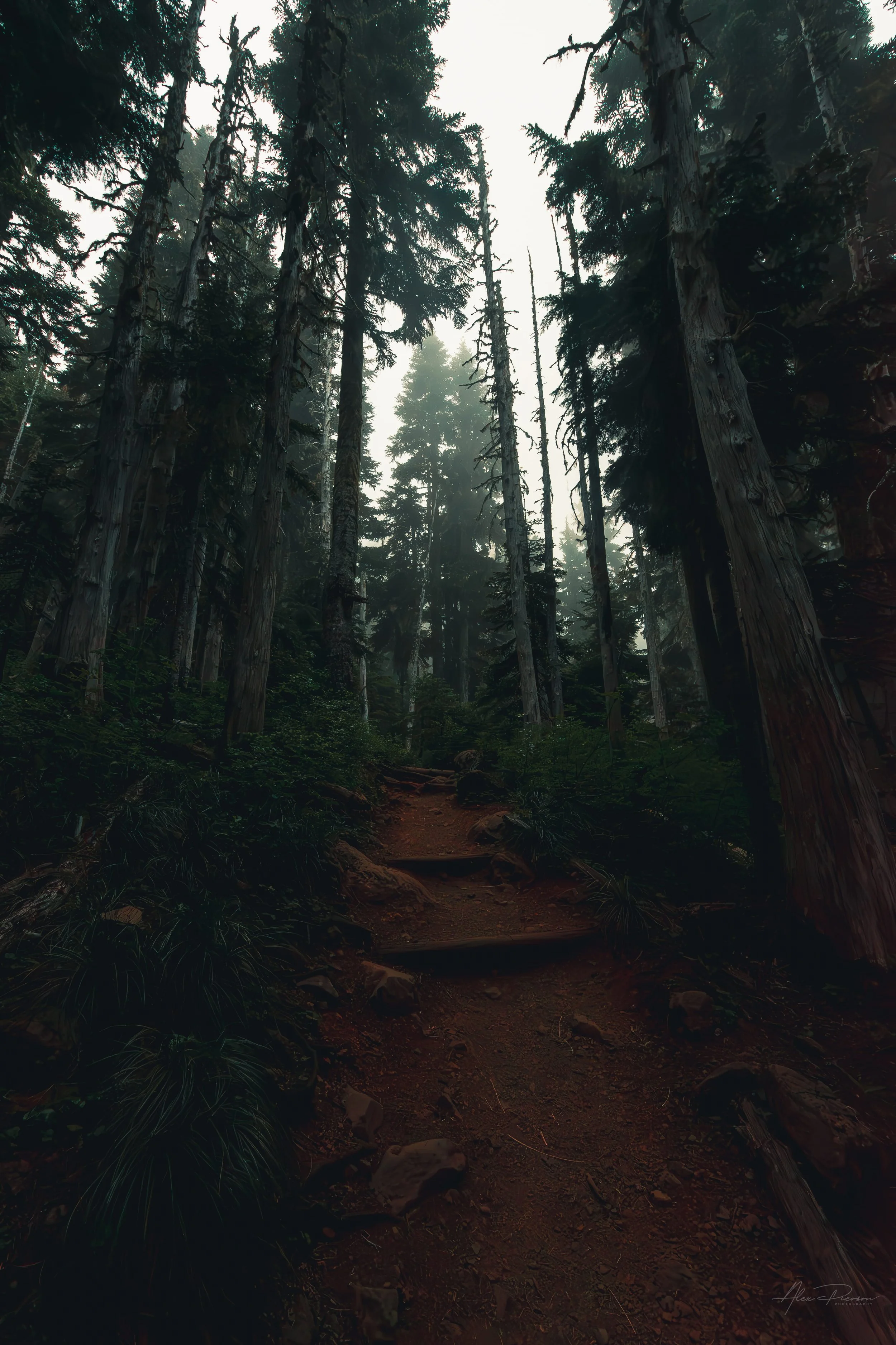 A dirt hiking trail winding up through a dark, foggy pine forest at Mount Ellinor in the Olympic Peninsula.
 The rugged dirt path of the Mount Ellinor trailhead disappears into a dense, foggy forest, inviting hikers into the quiet mystery of the Olym