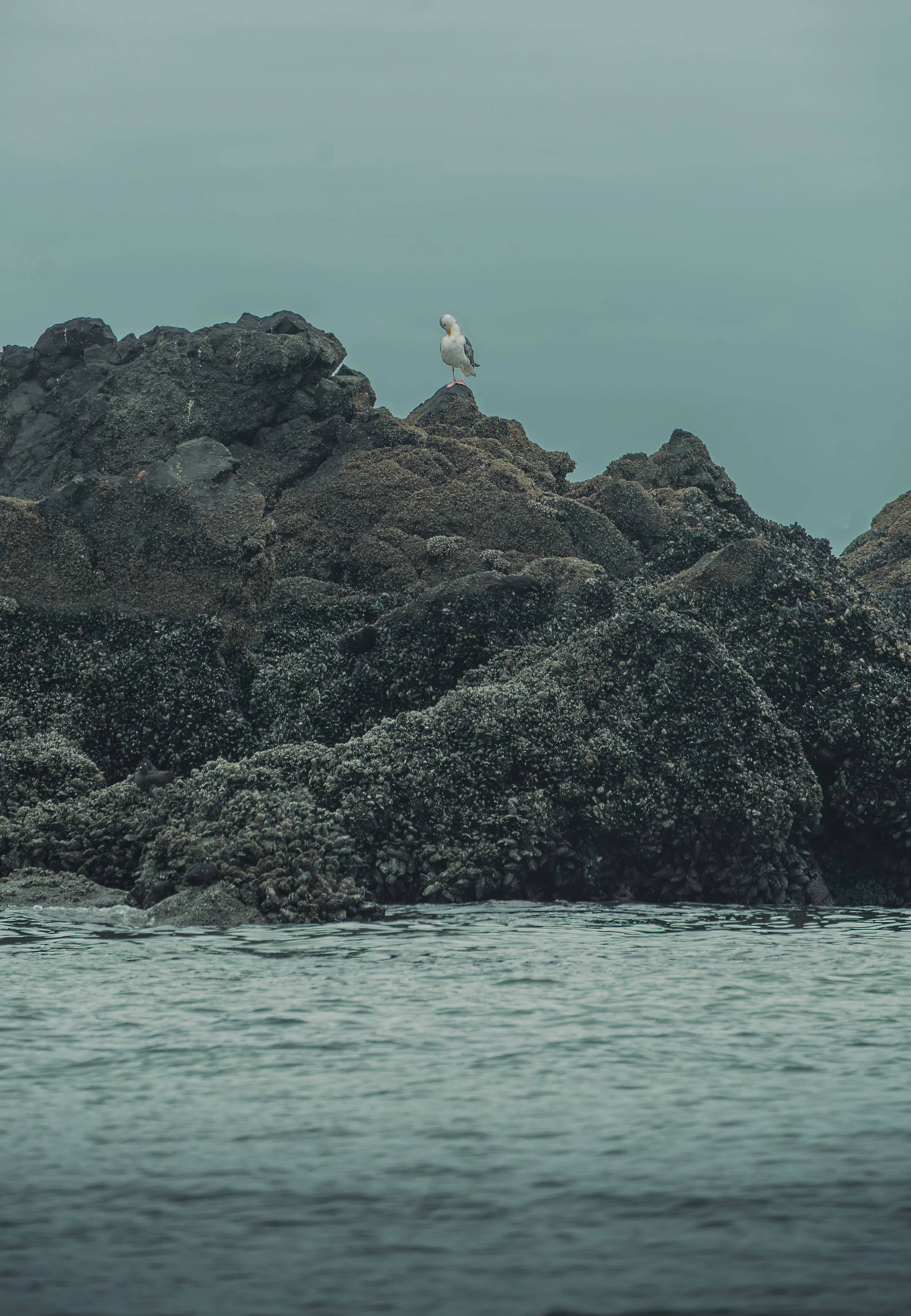 A lone seagull perched on dark, barnacle-covered coastal rocks surrounded by teal ocean water.
A solitary seagull rests on a cluster of dark, barnacle-encrusted rocks off the Oregon Coast, surrounded by the calm, deep teal waters of the Pacific.