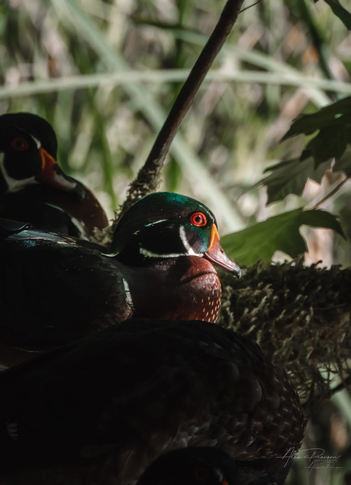 wood-ducks-nesting-olympia-wa-wetlands-photography.jpg