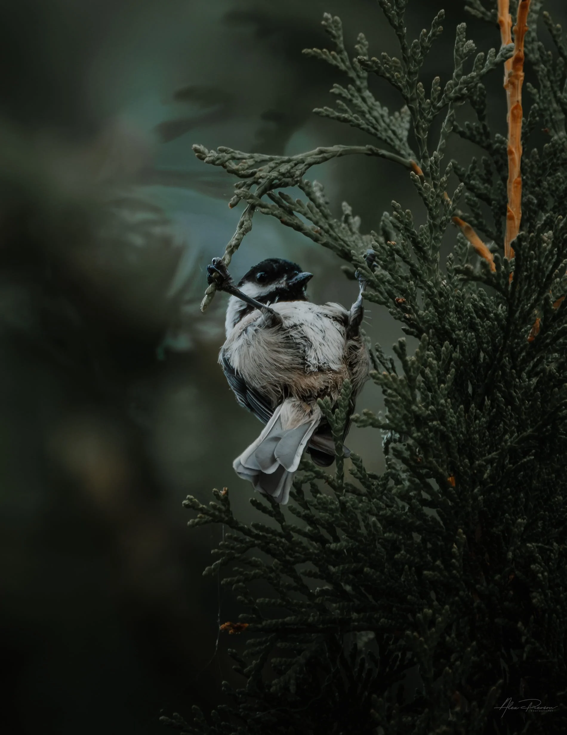 chickadee-perched-on-evergreen-branch-olympia-wa-alex-pierson-images.jpg