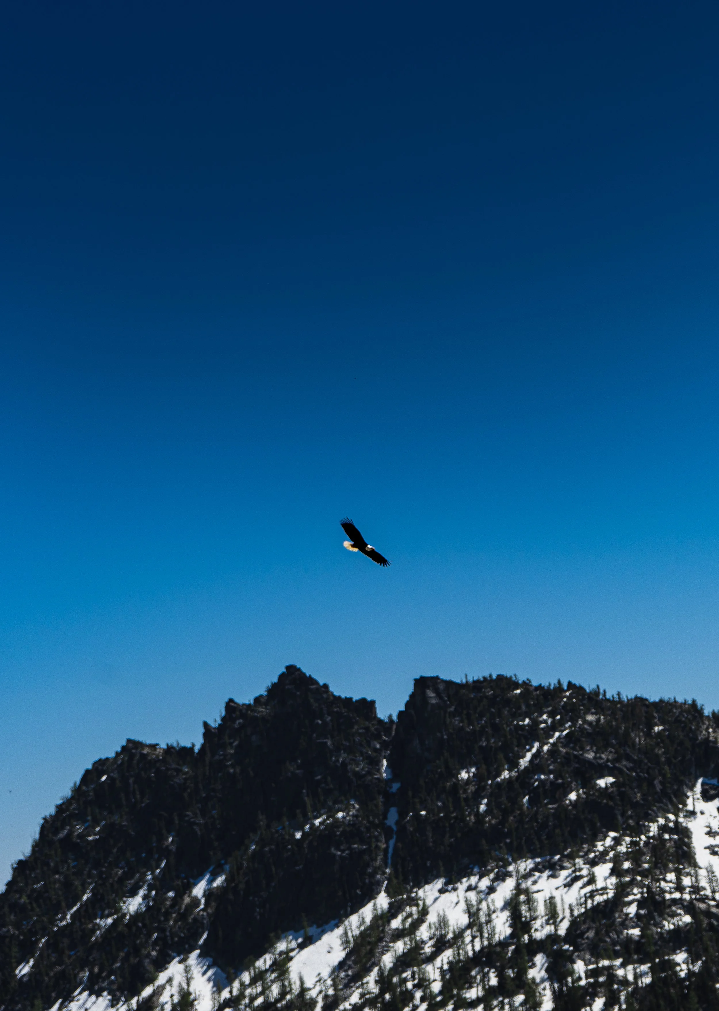 A bird soaring high above a jagged, snow-capped mountain ridge against a deep blue sky in the Enchantments, WA– alpine wildlife photography.