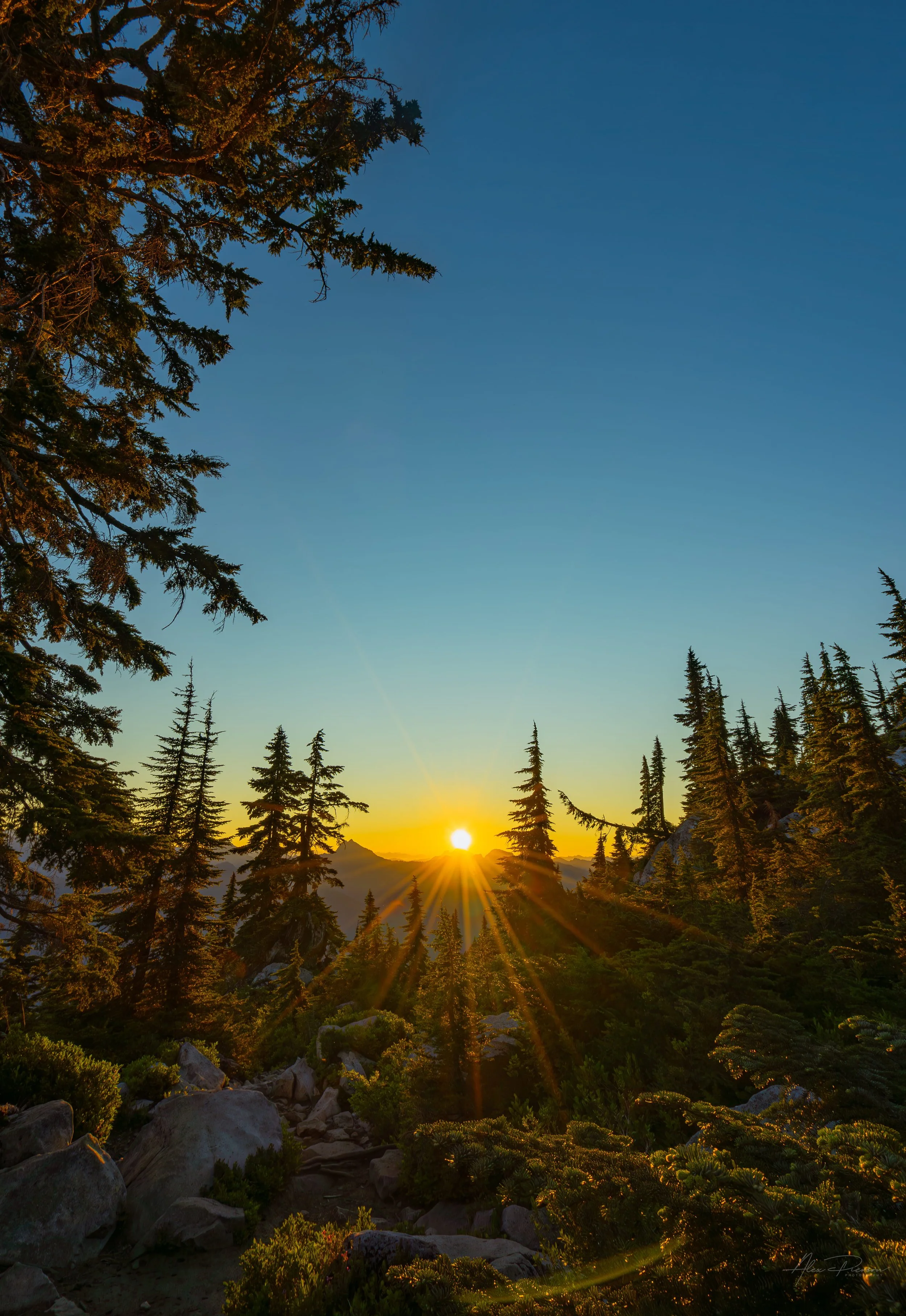 mt-pilchuck-trail-golden-sunburst-pine-trees-wa.jpg