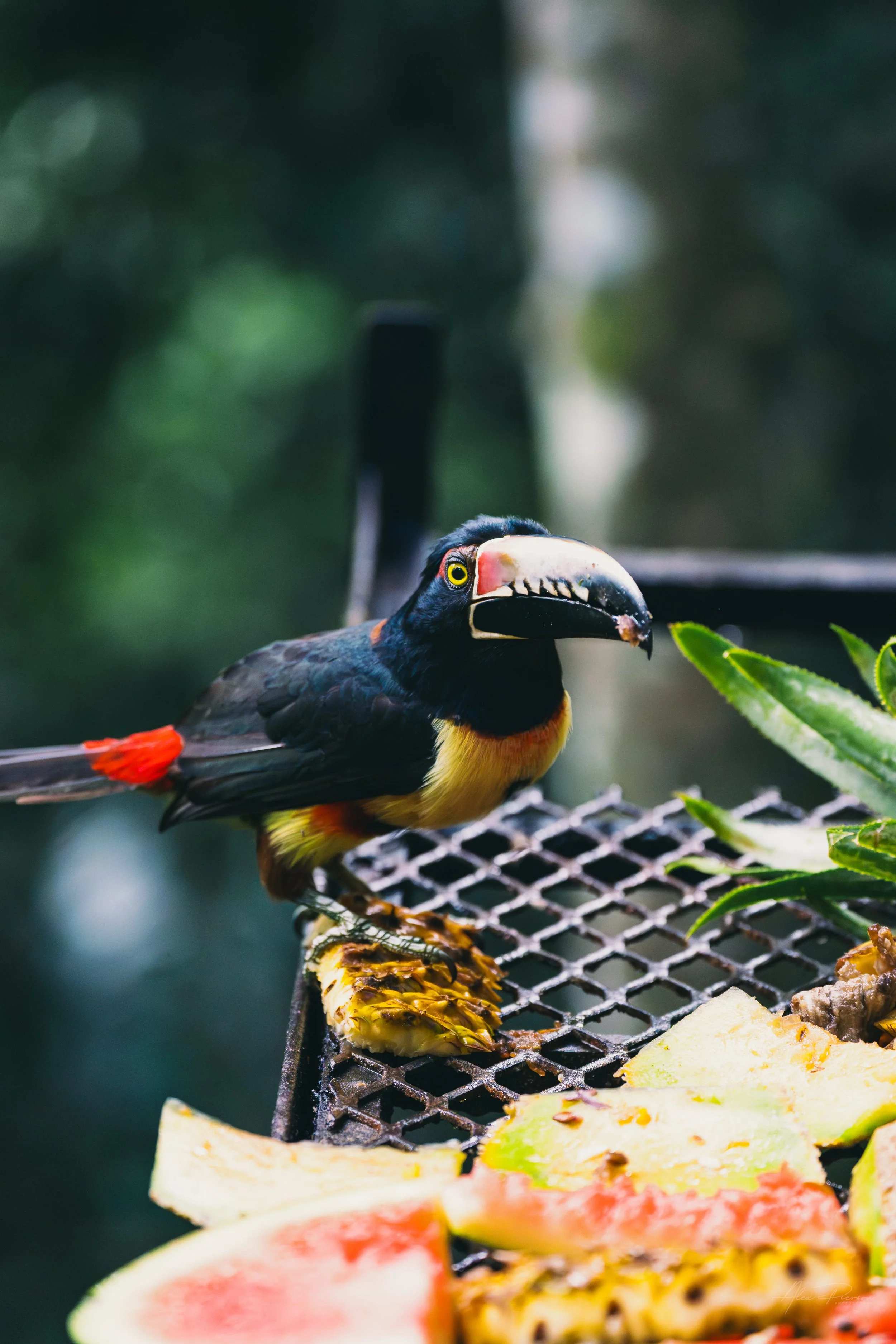 wild-aracari-toucan-belize-rainforest.jpg