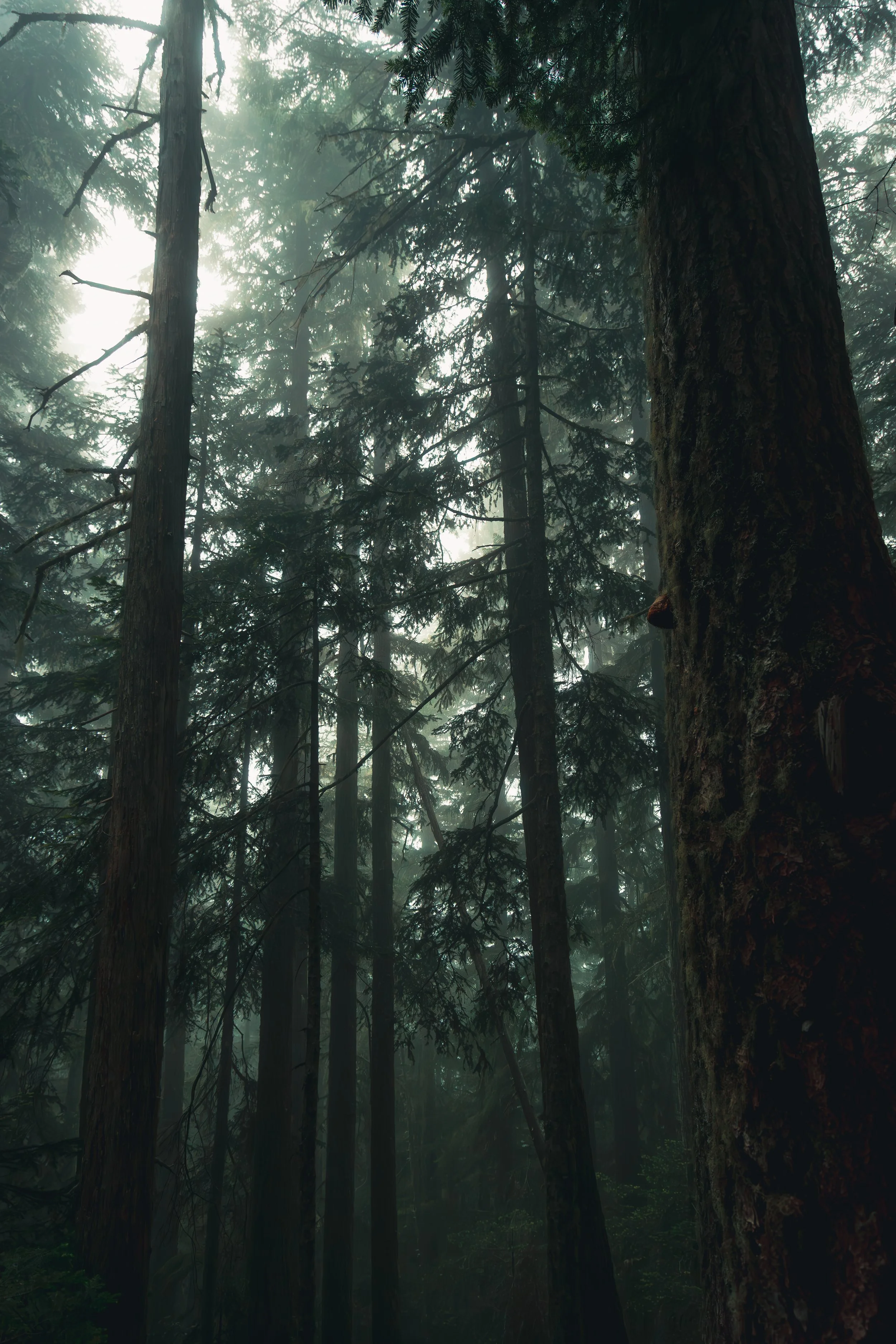 Looking up into the canopy of massive, dark evergreen trees shrouded in thick, moody fog in a Pacific Northwest forest.
The quiet mystery of the Pacific Northwest. Massive, ancient evergreens reach up into a dense, moody canopy of coastal fog.