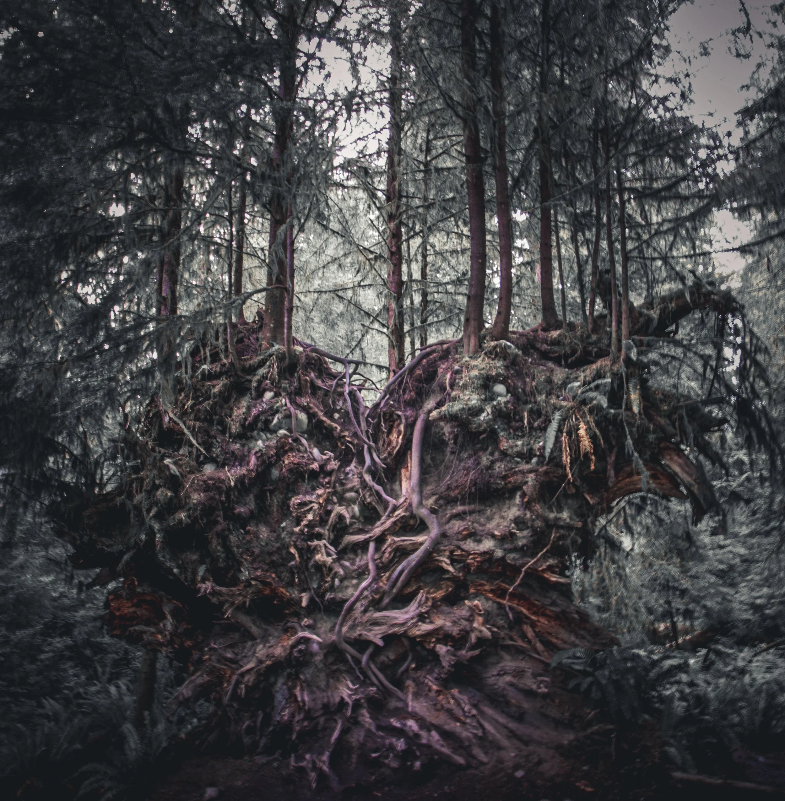 A massive, tangled root system of a fallen tree with new evergreens growing from it in the Hoh Rainforest.
The cycle of life in the moody Hoh Rainforest. A massive, ancient nurse log displays a complex, tangled root system as a new generation of ever
