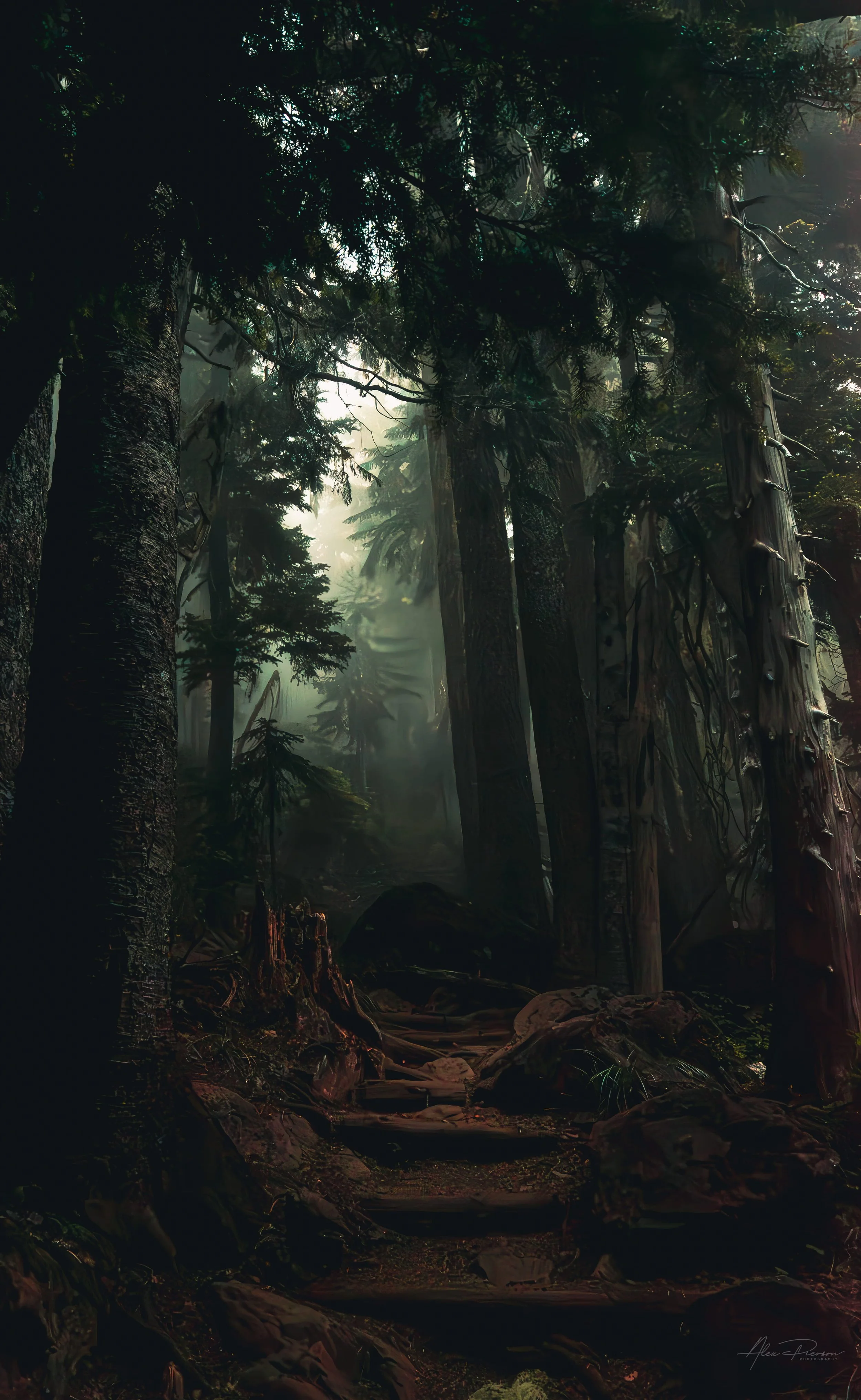 mystical-foggy-forest-path-mt-ellinor-olympic-peninsula.jpg