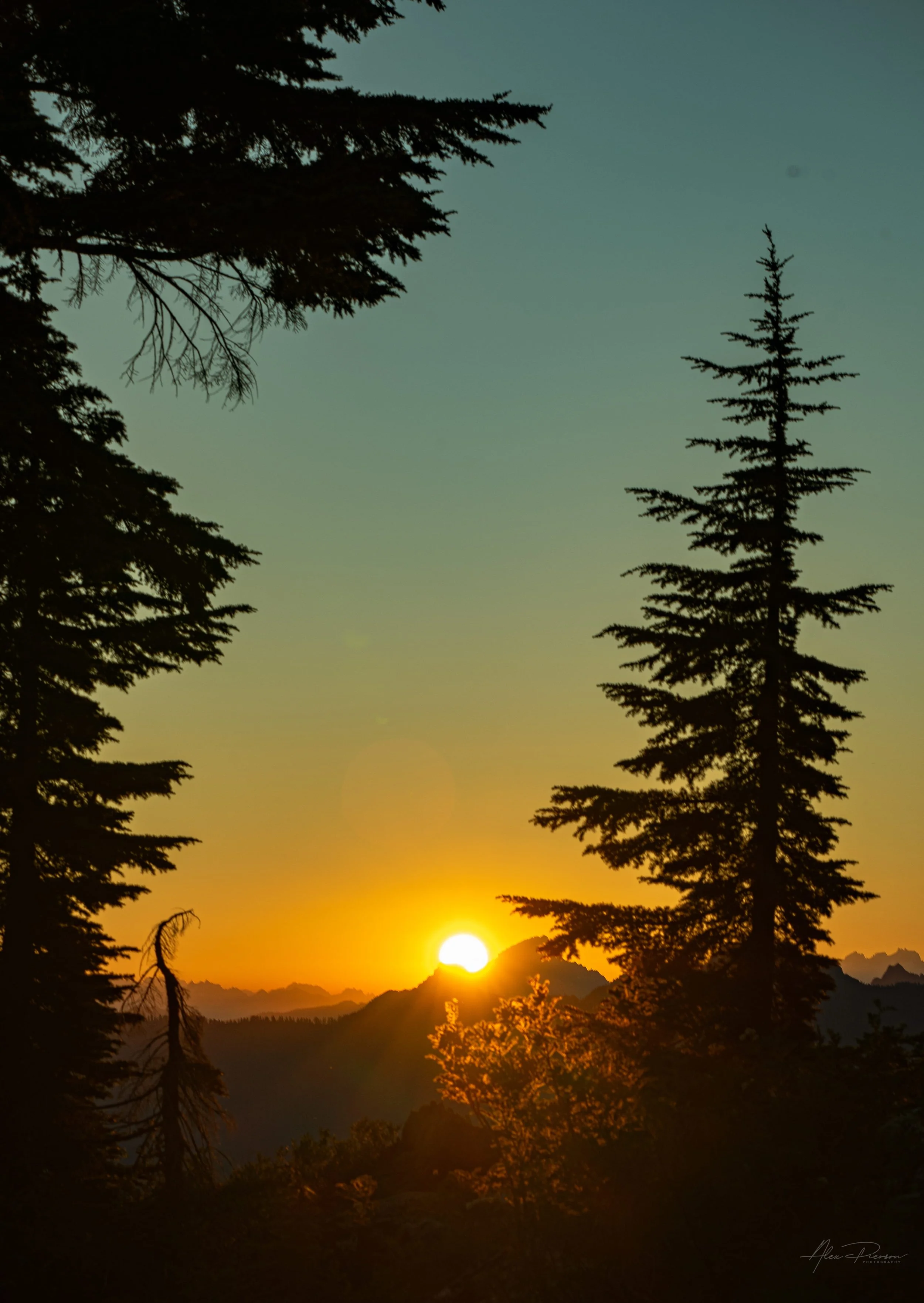 mt-rainier-golden-sunset-sunburst-tree-silhouettes.jpg