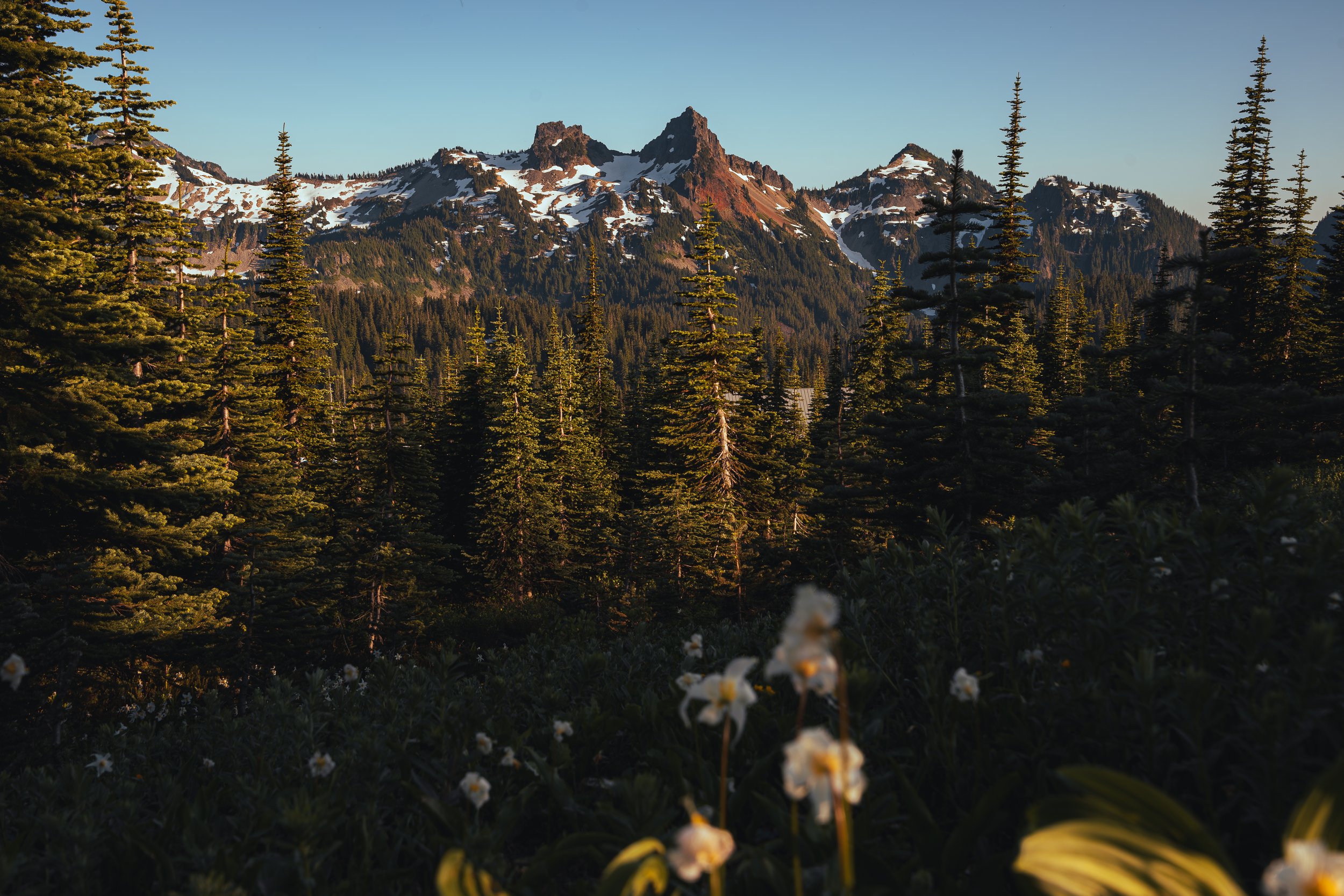 White alpine wildflowers blooming in a lush green mountain meadow with towering evergreen trees and snow-dusted peaks in the background – Pacific Northwest landscape photography.