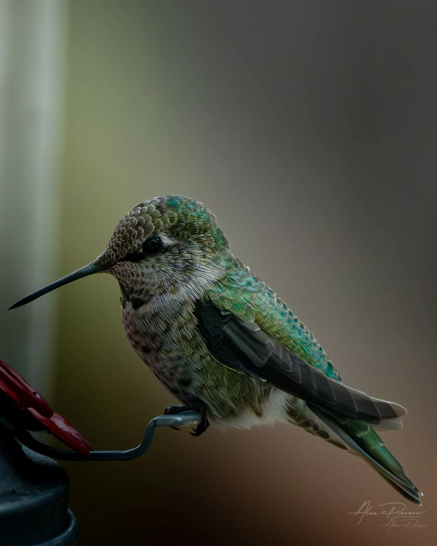 anna-hummingbird-perched-olympia-washington-nature.jpg