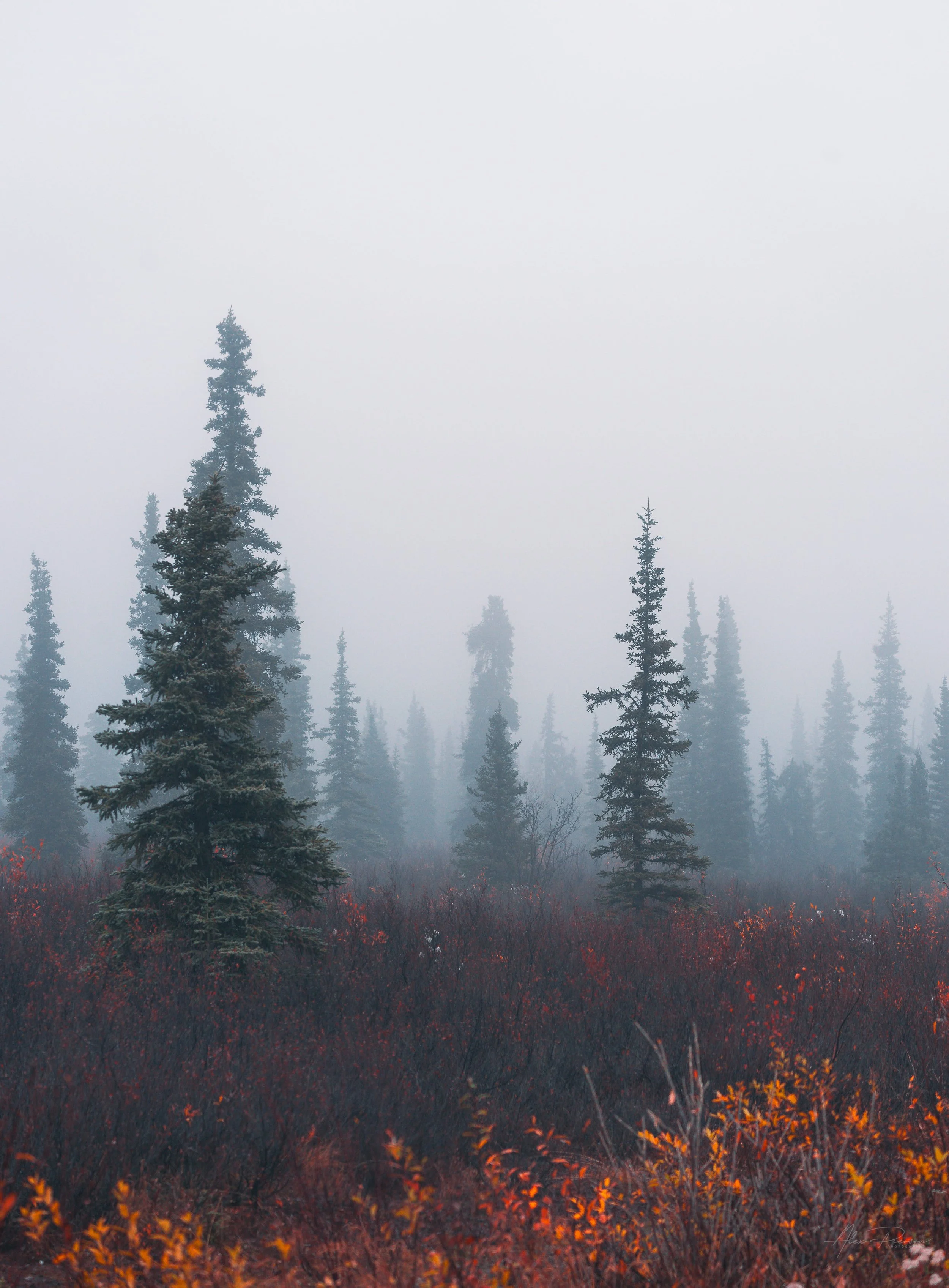 foggy-autumn-spruce-forest-alaska-highway-landscape.jpg