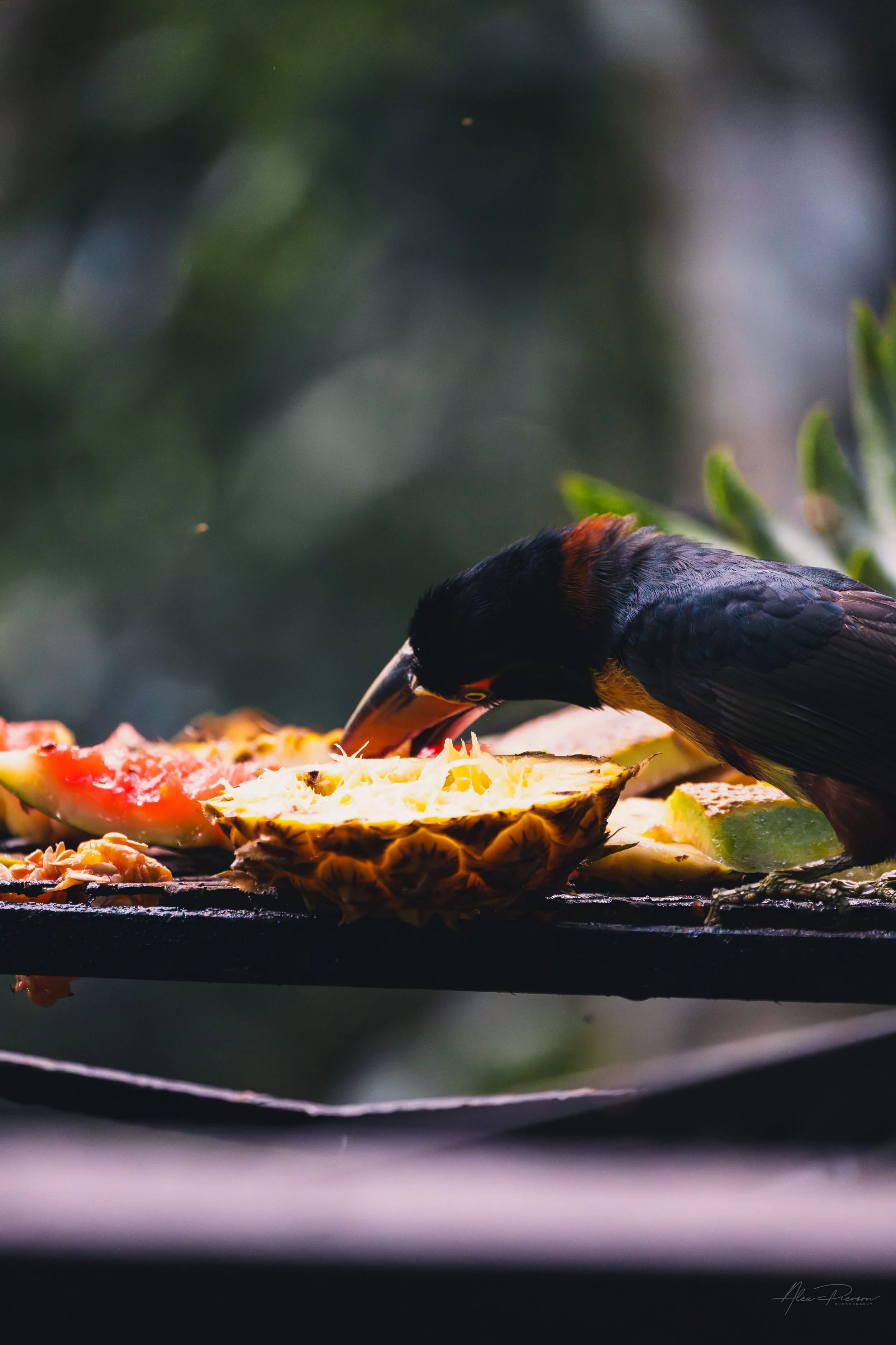 aracari-bird-feeding-jungle-lodge-belize.jpg