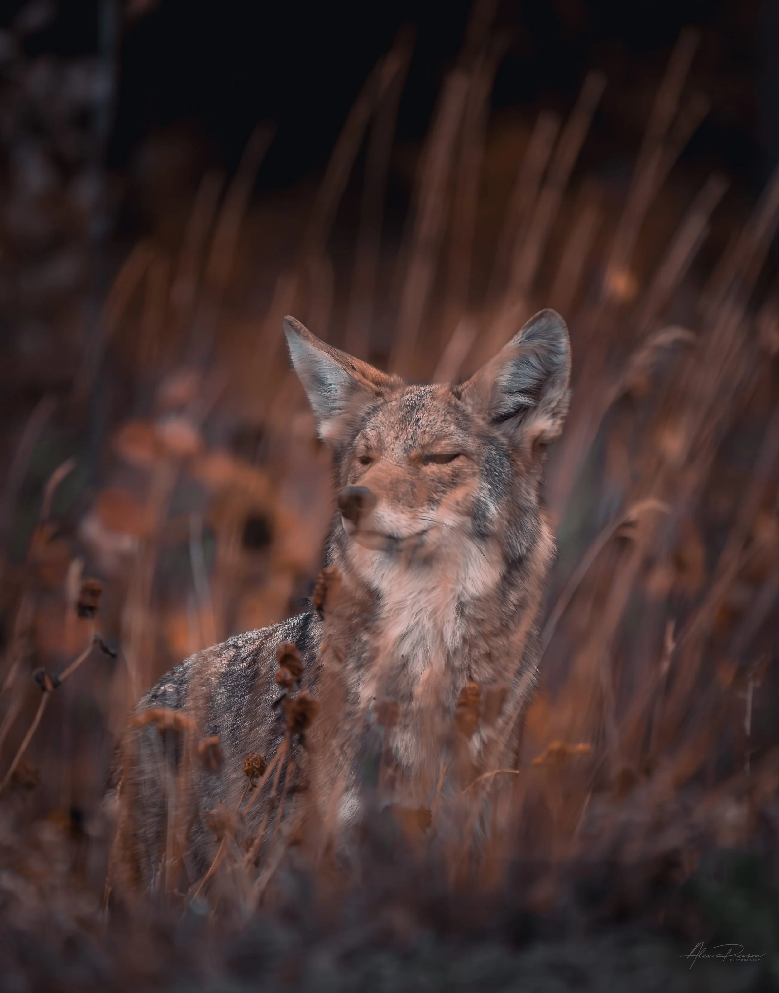 coyote-portrait-autumn-tall-grass-alaska-highway.jpg