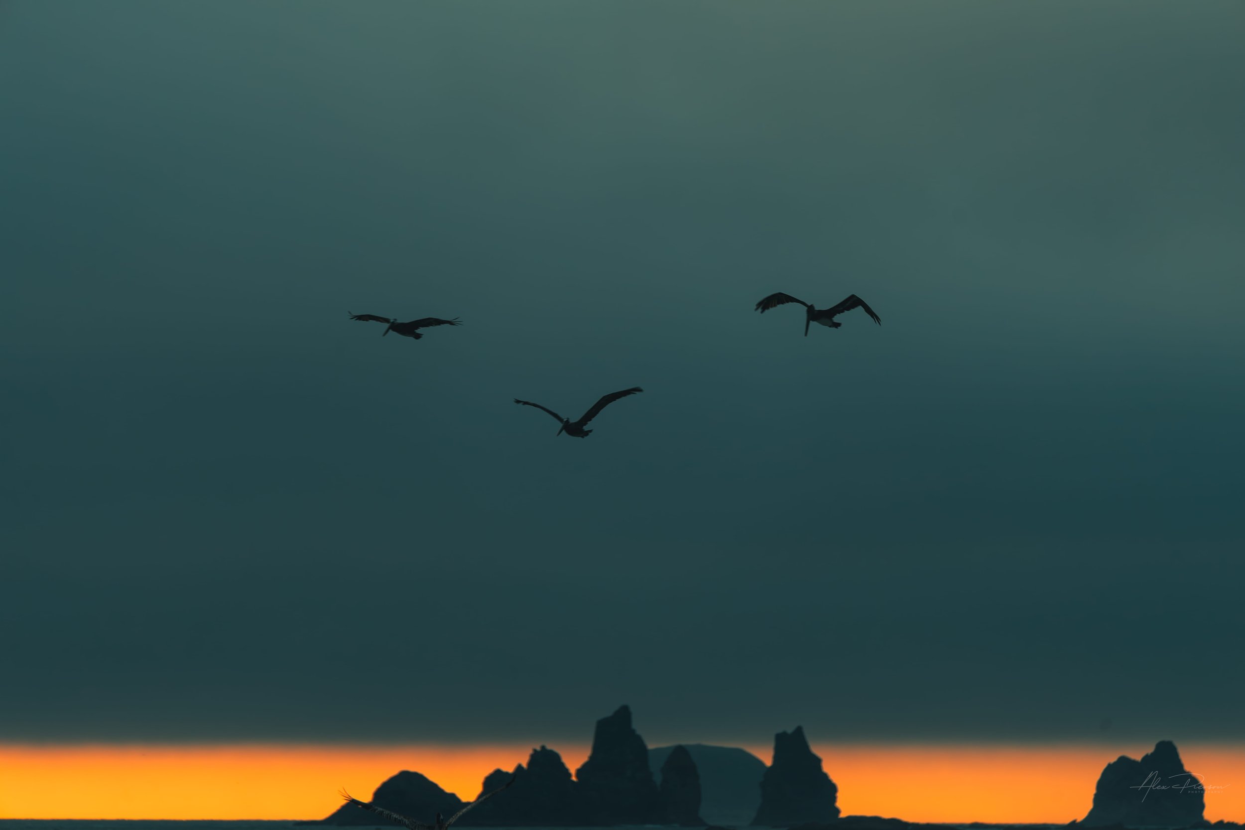 Three pelicans flying in silhouette over jagged sea stacks against a vibrant orange and dark teal sunset on the Washington coast.
Three pelicans glide smoothly over the jagged silhouettes of coastal sea stacks during a striking orange and teal sunset