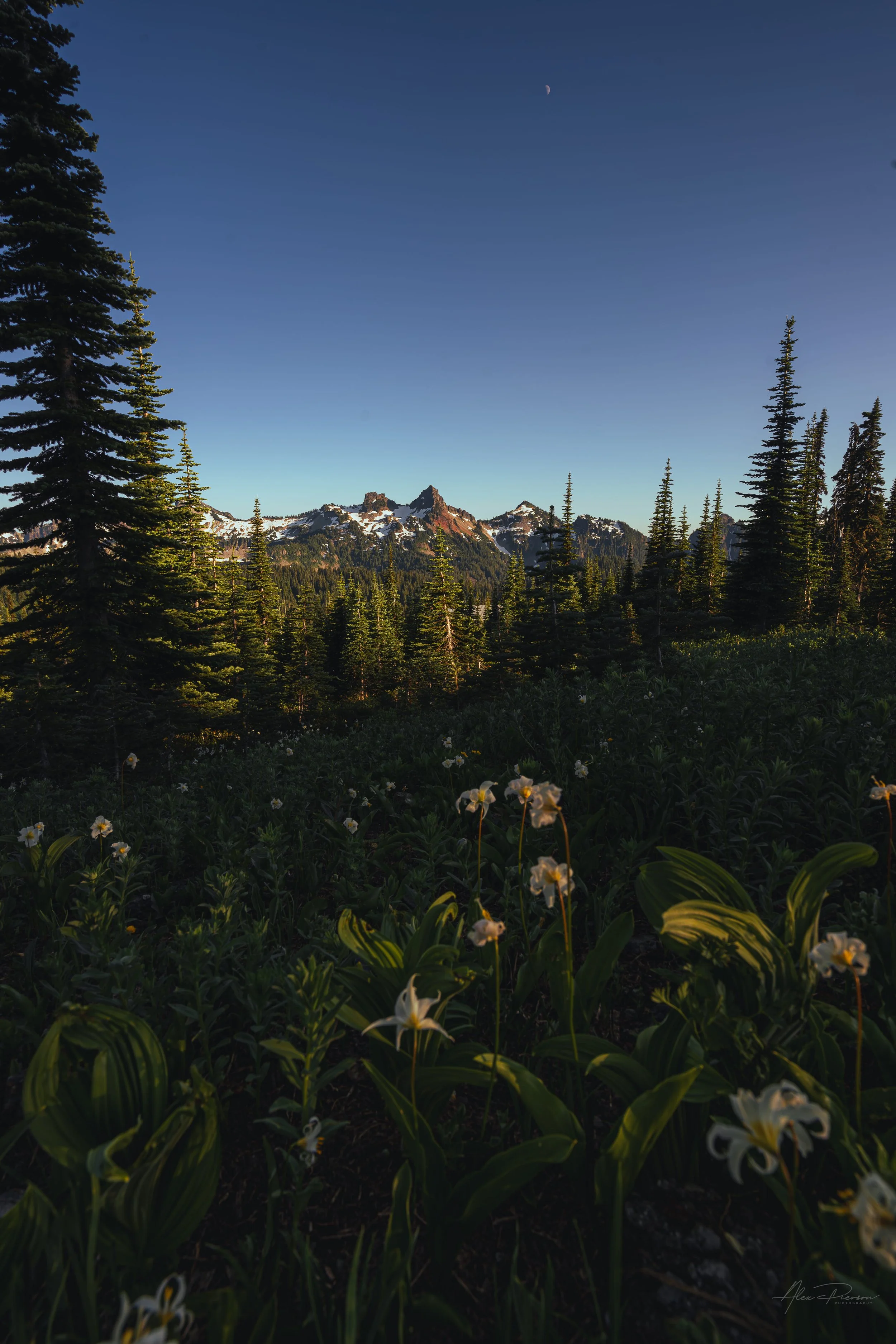 avalanche-lilies-mt-rainier-national-park-sunset-landscape.jpg