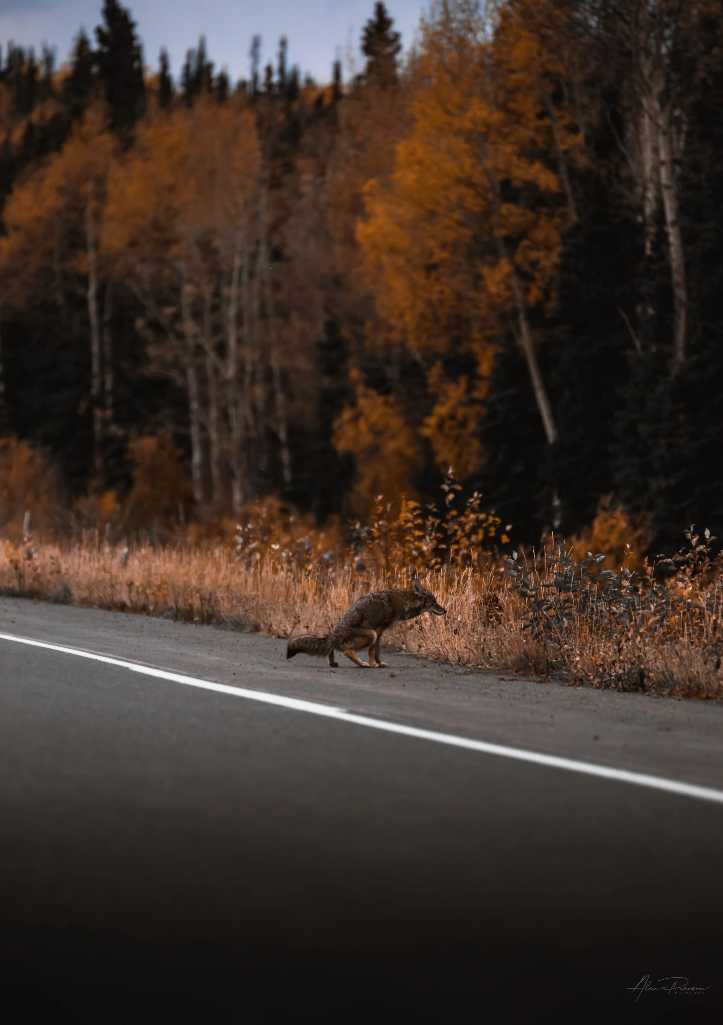 coyote-pooping-on-roadside-alaska-highway-autumn-woods-beautiful-scenery.jpg
