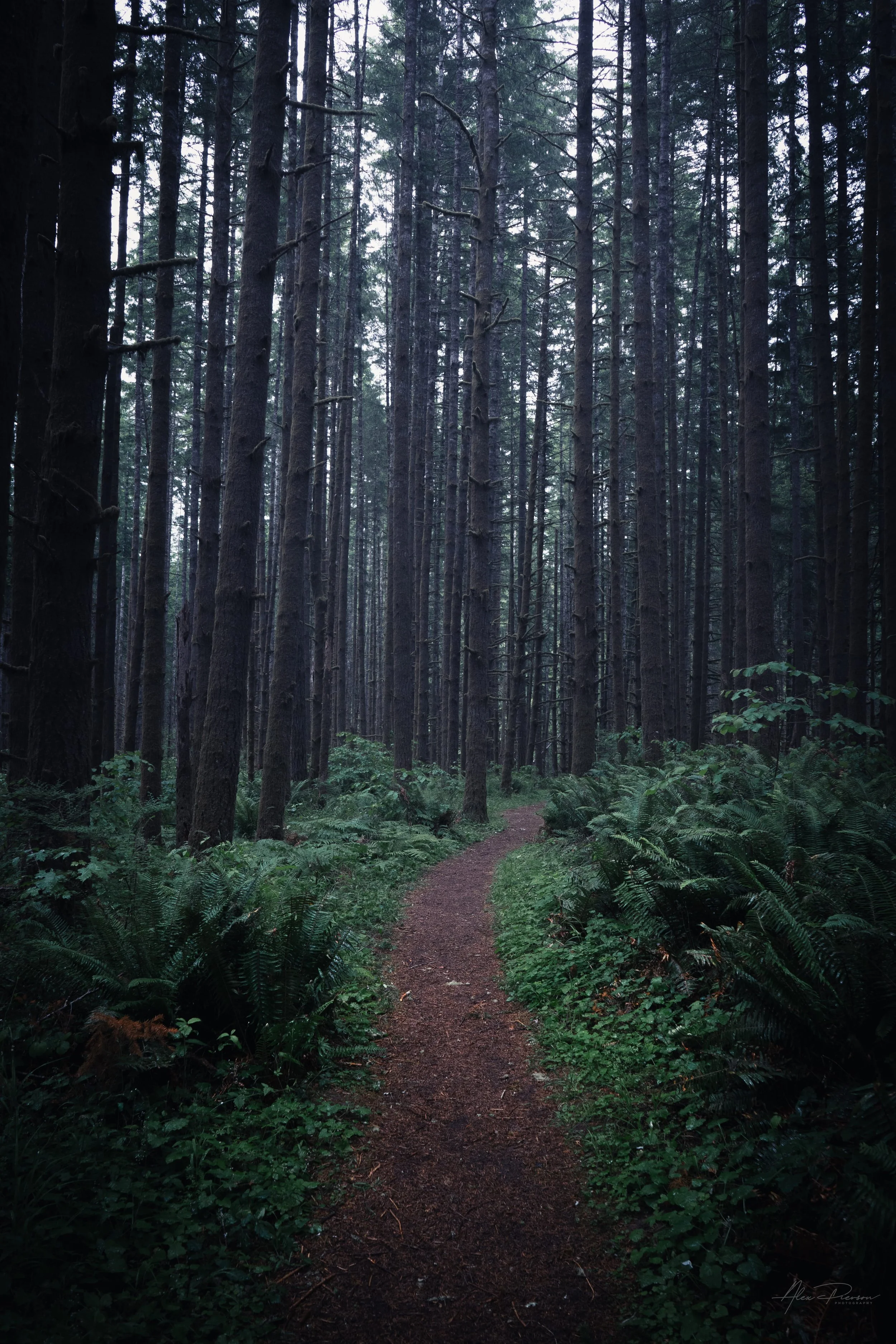A dirt hiking trail winding through a dark, moody forest of towering Douglas fir trees and lush green ferns in the Pacific Northwest – forest landscape photography.