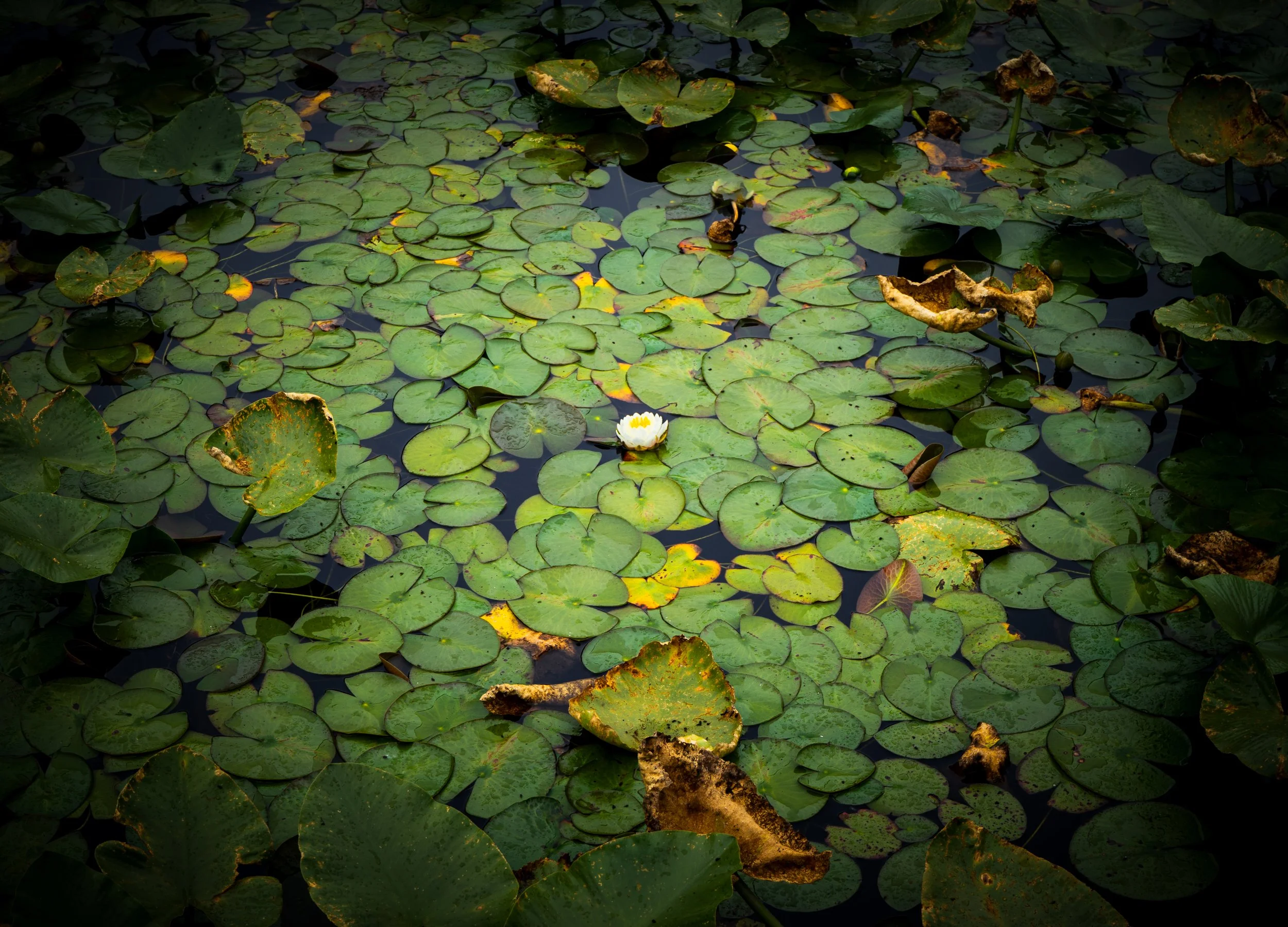 A single white water lily blooming amongst a sea of green lily pads in a dark, moody forest pond – fine art botanical photography.